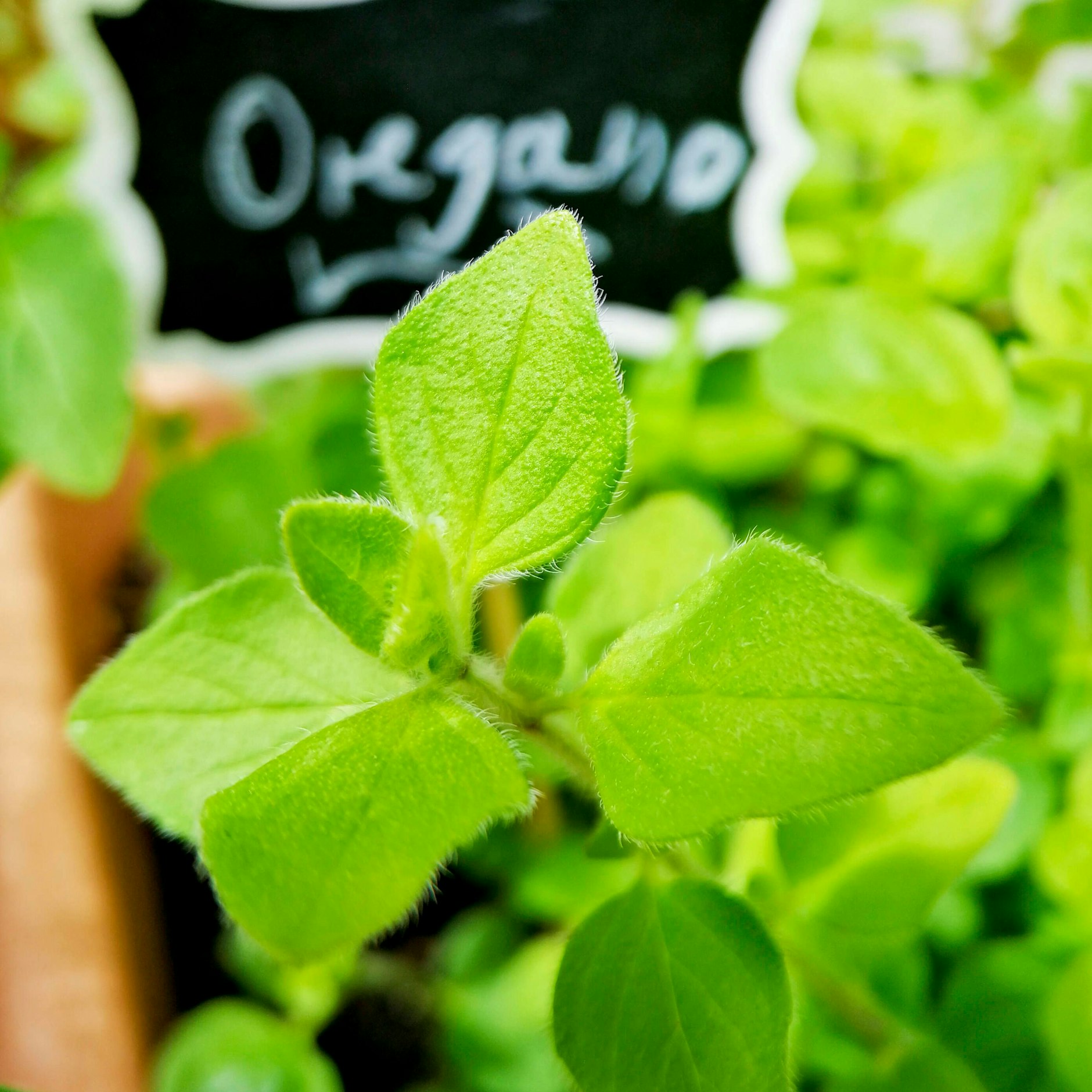 Das Wort Oregano sprechen viele falsch aus.