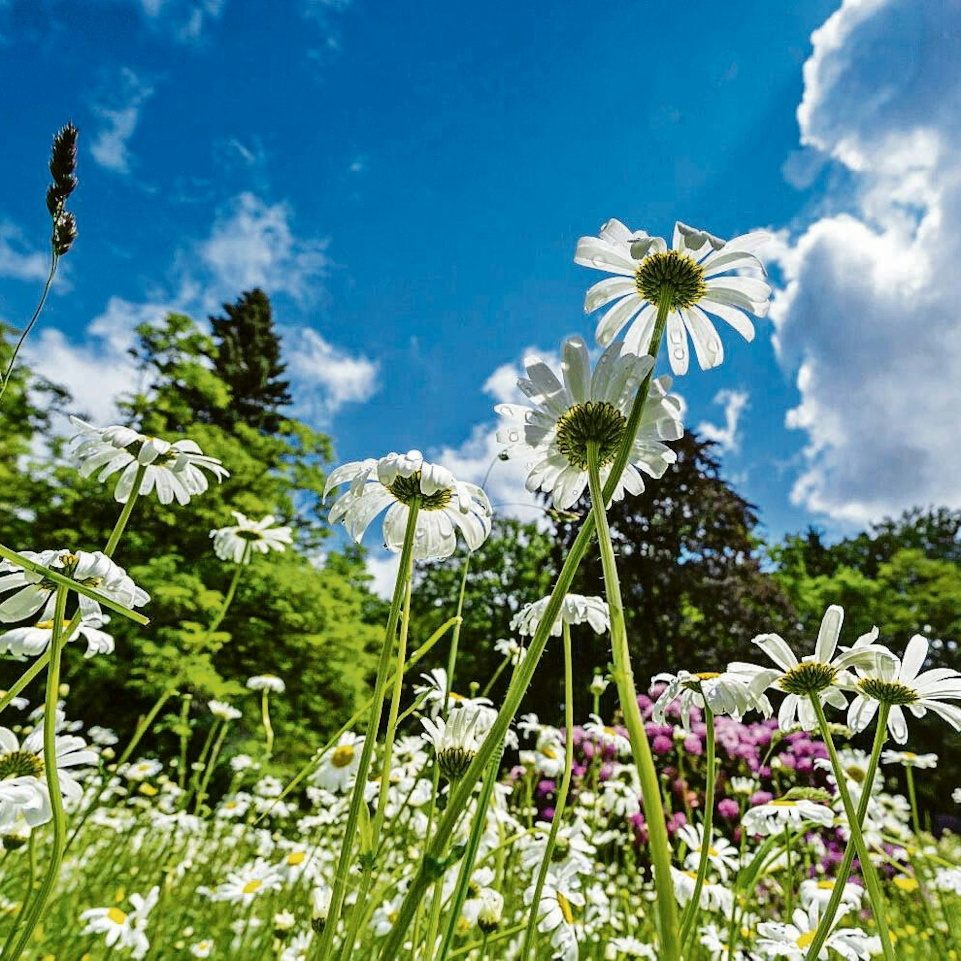 Margeriten auf einer Blumenwiese.