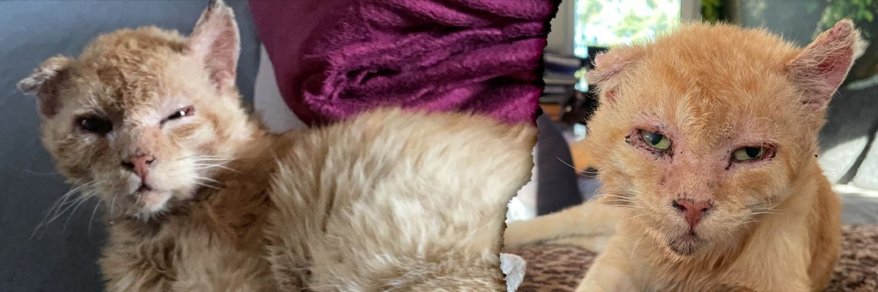 Kater Solis wurde in verheerendem Zustand gefunden.