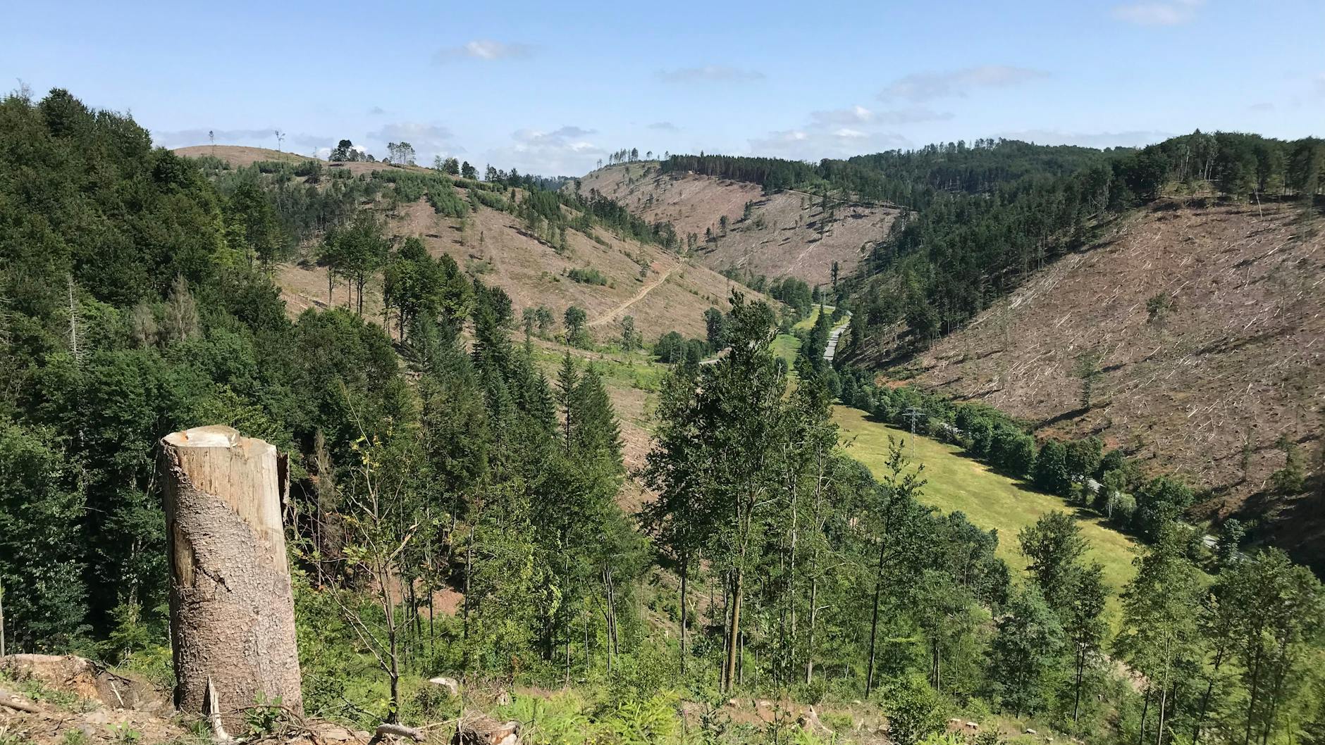 Während sich Laubbäume nach einem Insektenbefall oft wieder erholen, gilt dies eine Analyse von Satellitendaten zufolge häufig nicht für Nadelbäume.
