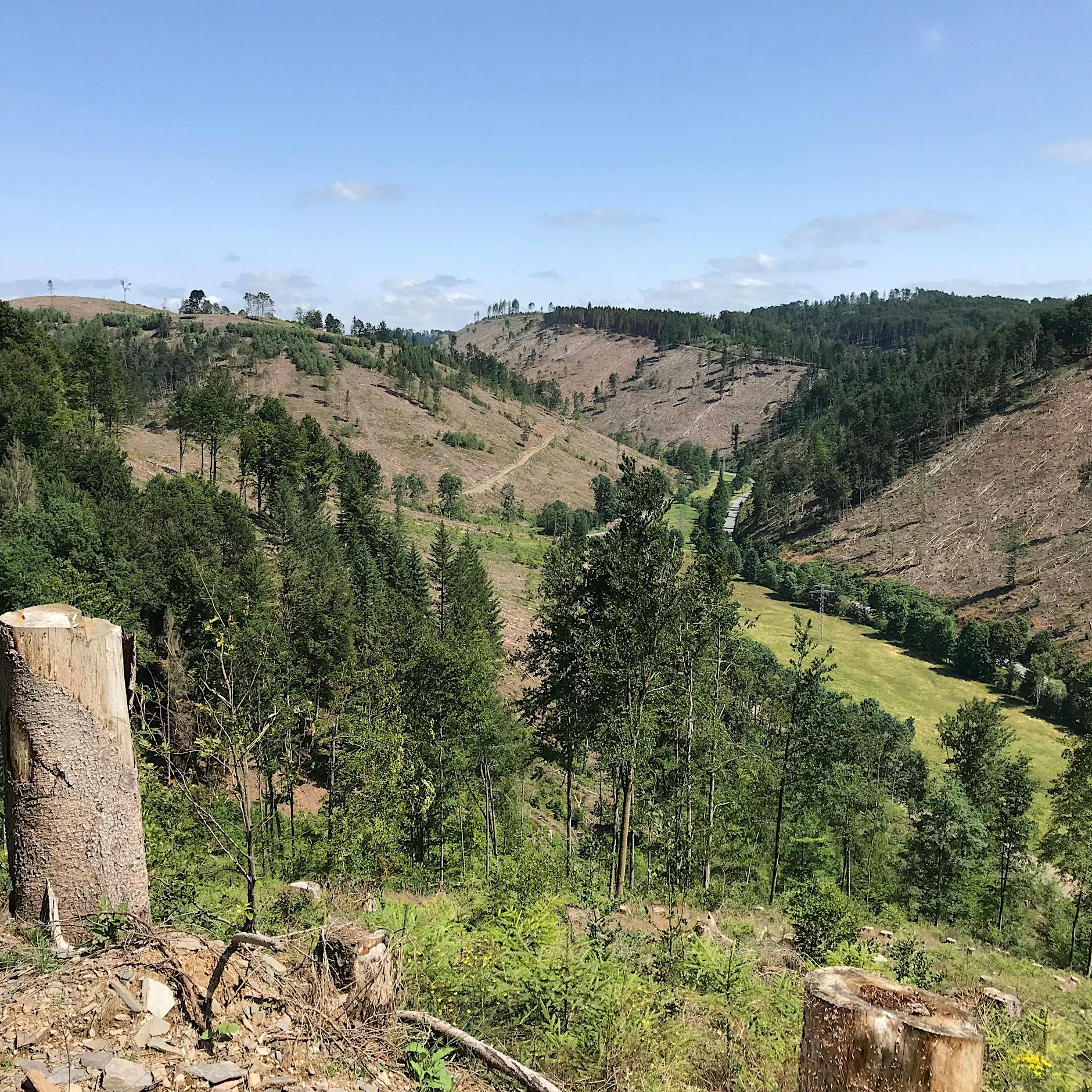 Satelliten liefern alarmierende Daten: Fünf Prozent der Waldfläche weg