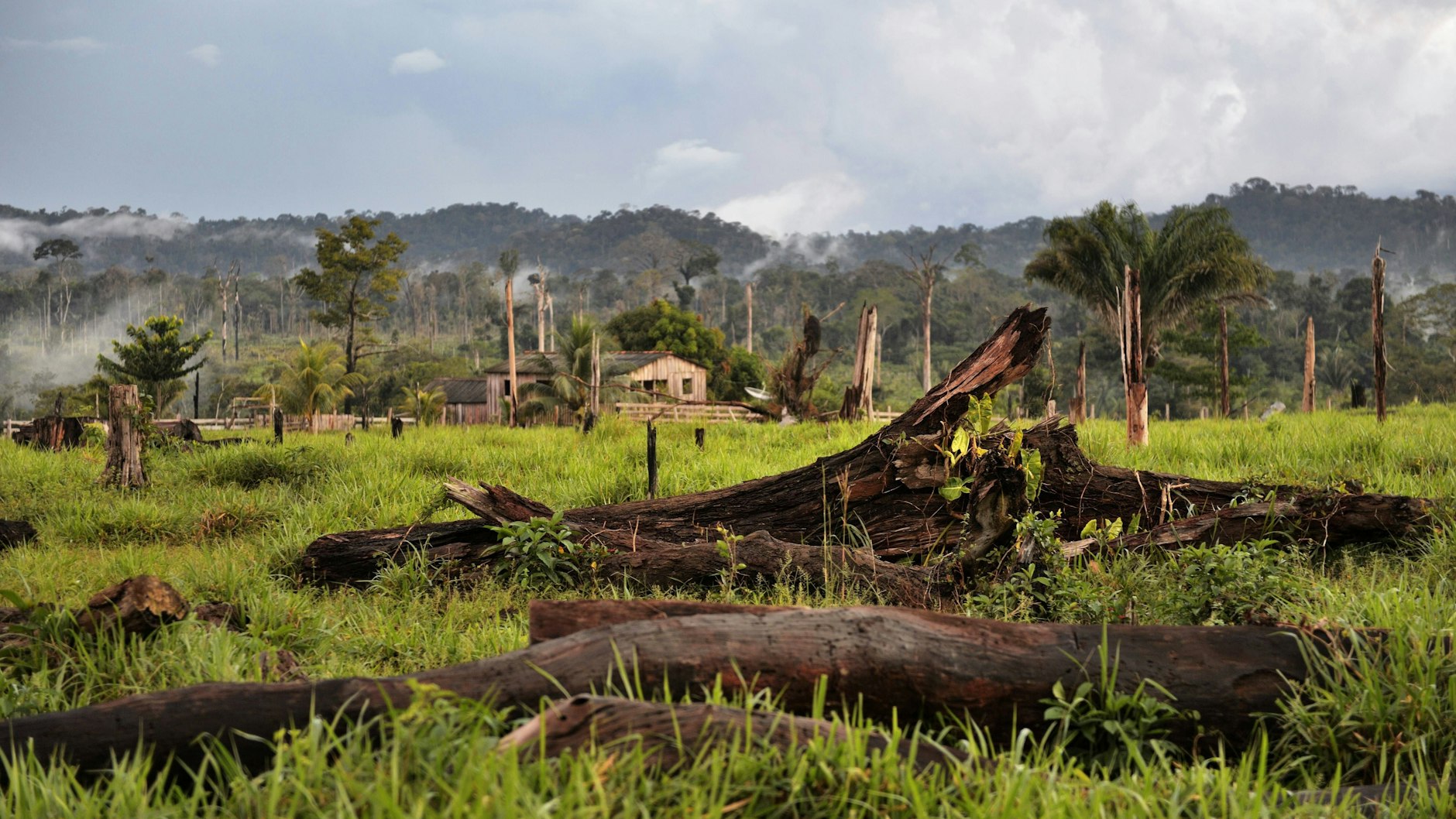 Immer mehr Regenwald wird für die Fleischproduktion vernichtet.