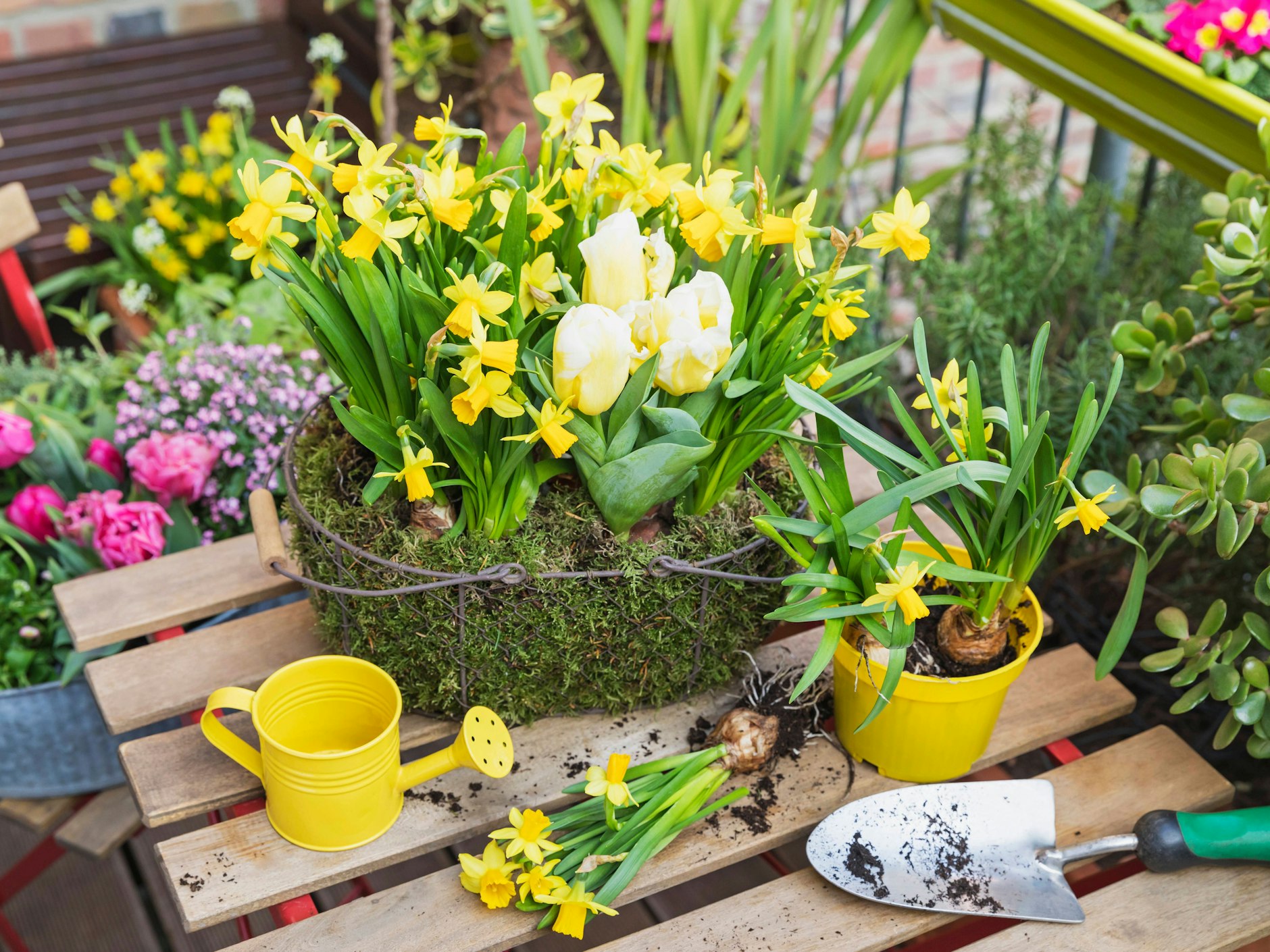 Tulpen und Narzissen nie ins gleiche Wasser geben. 