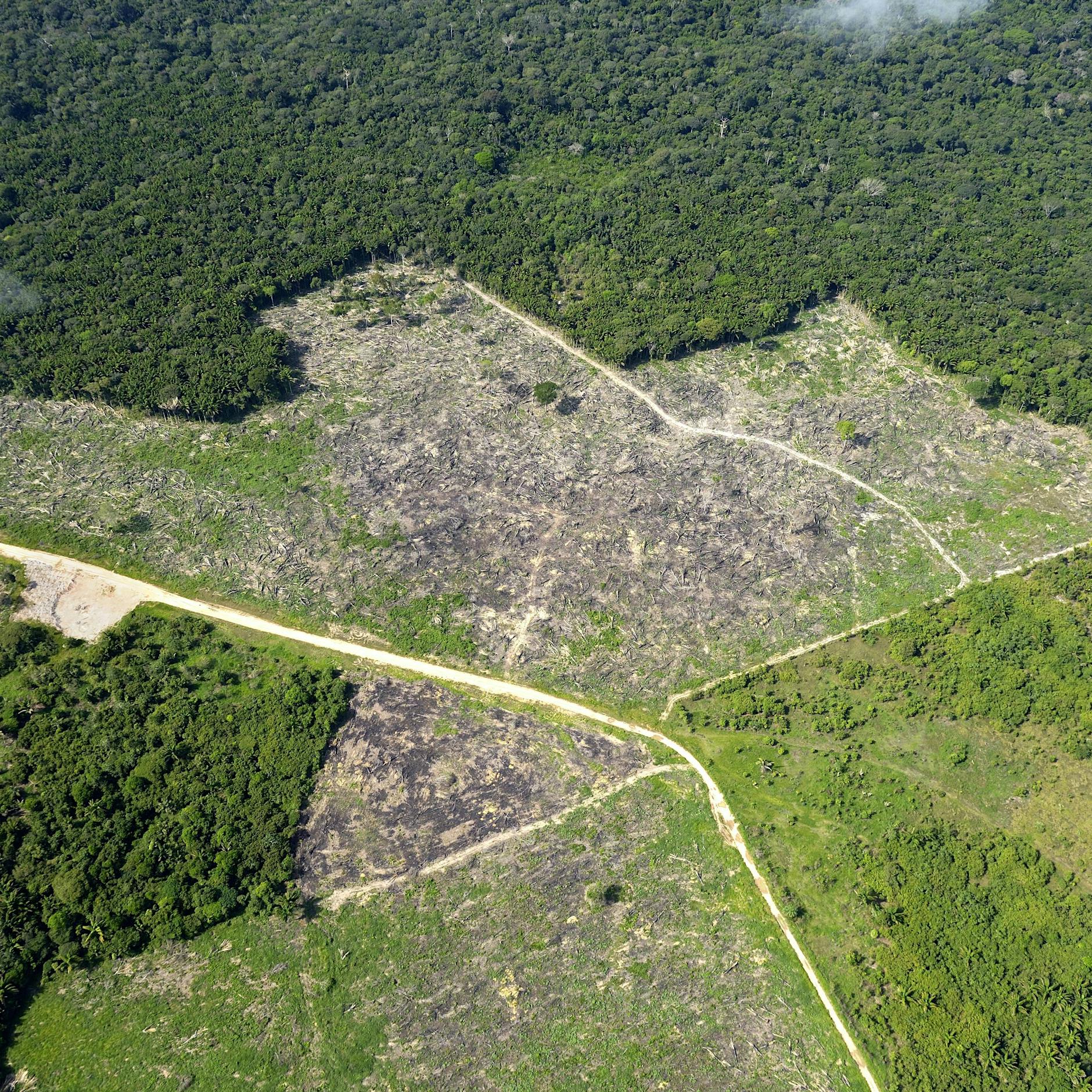 Zum Schutz des Regenwaldes: Aldi macht Schluss mit Rindfleisch aus Brasilien