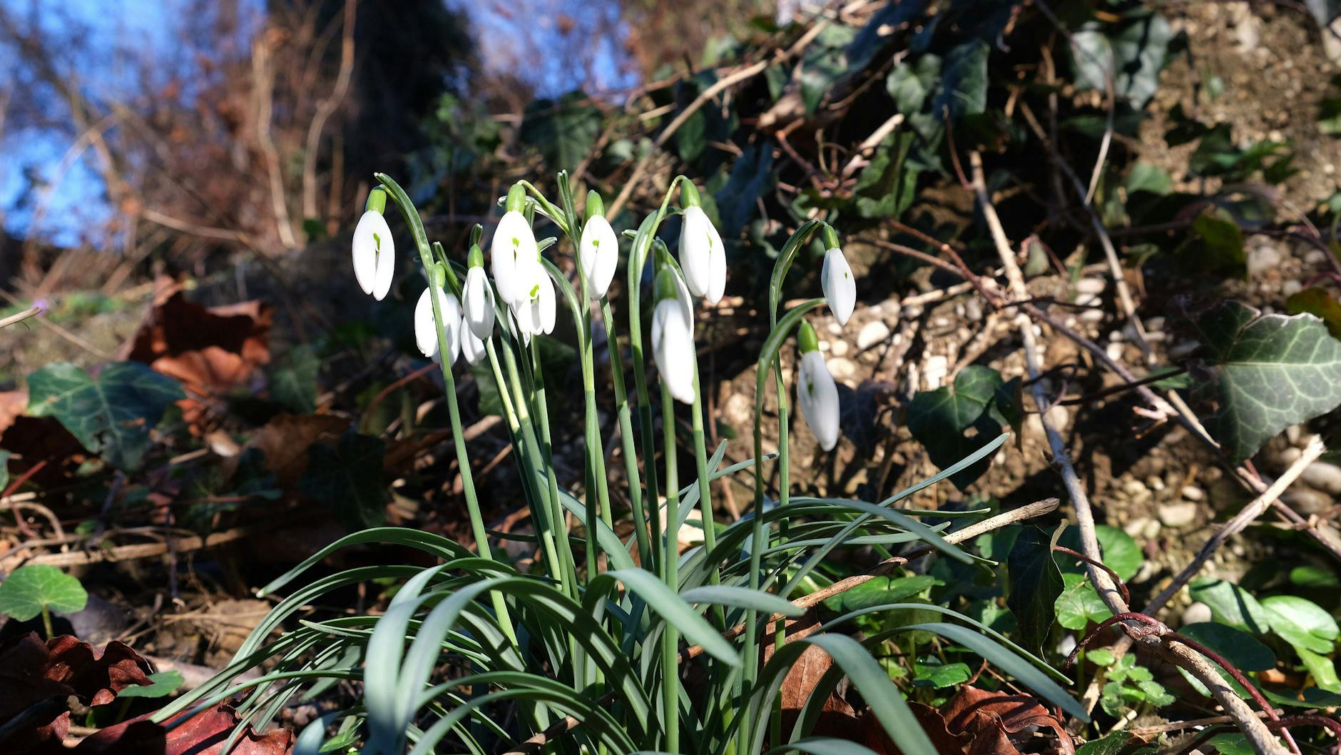 Schneeglöckchen künden vielerorts den Frühling an.