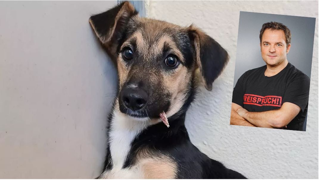Image - Riesen-Aufregung bei TV-Dreh mit Martin Rütter: Hund entlaufen, Zuschauer stinksauer auf RTL!