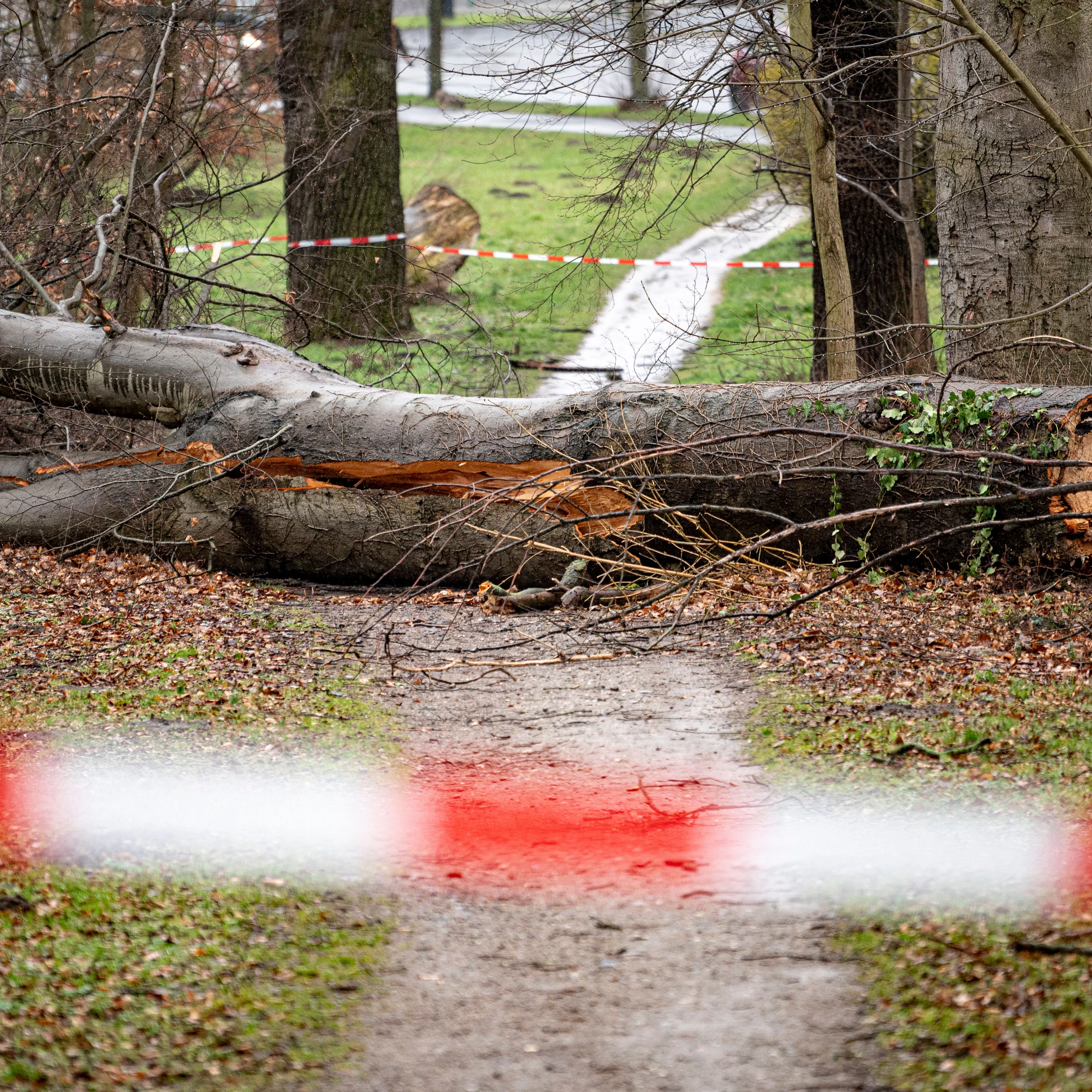 Schwerer Schaden: Ende Februar wurden auch in Berlin viele Bäume von Stürmen umgeworfen.