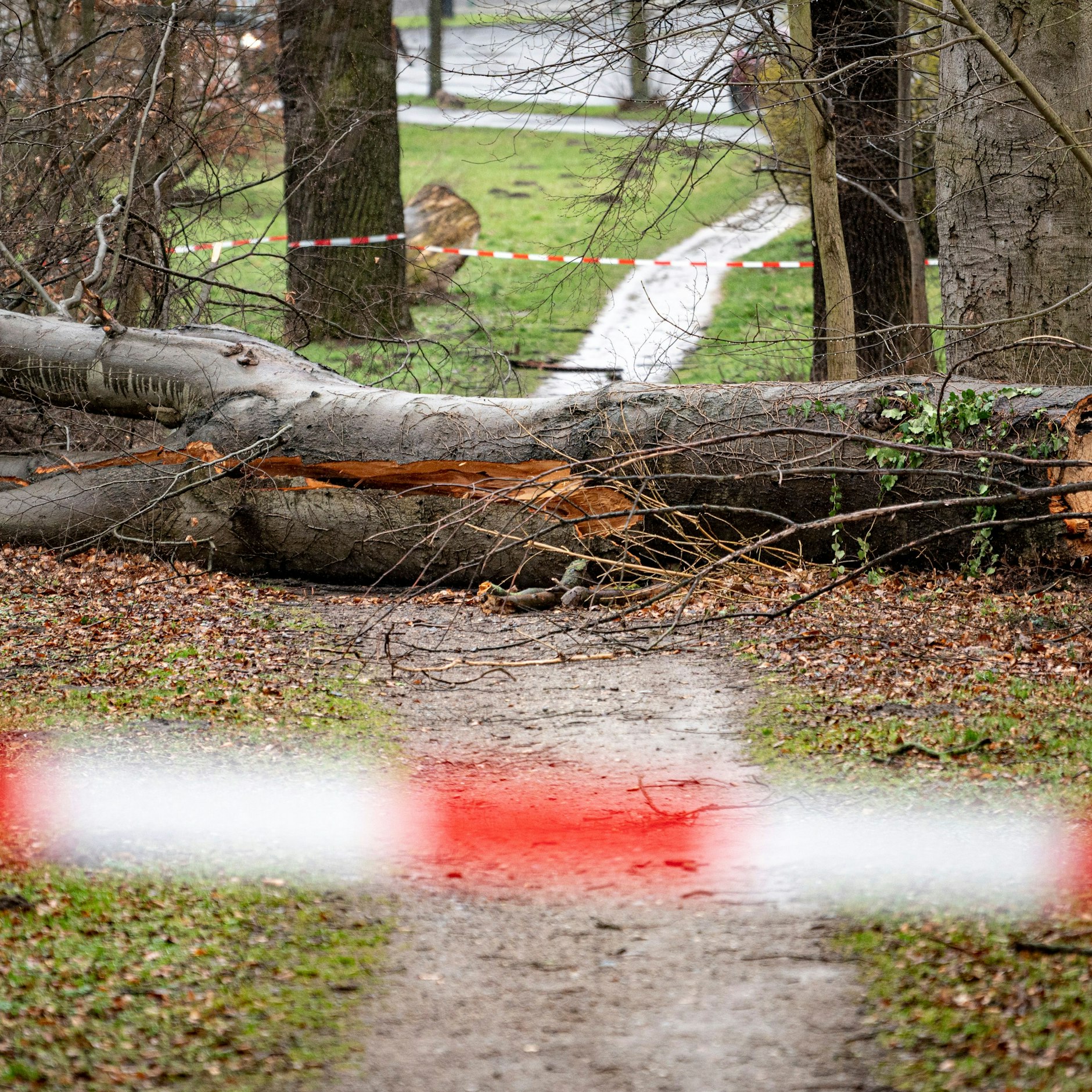 Schwerer Schaden: Ende Februar wurden auch in Berlin viele Bäume von Stürmen umgeworfen.