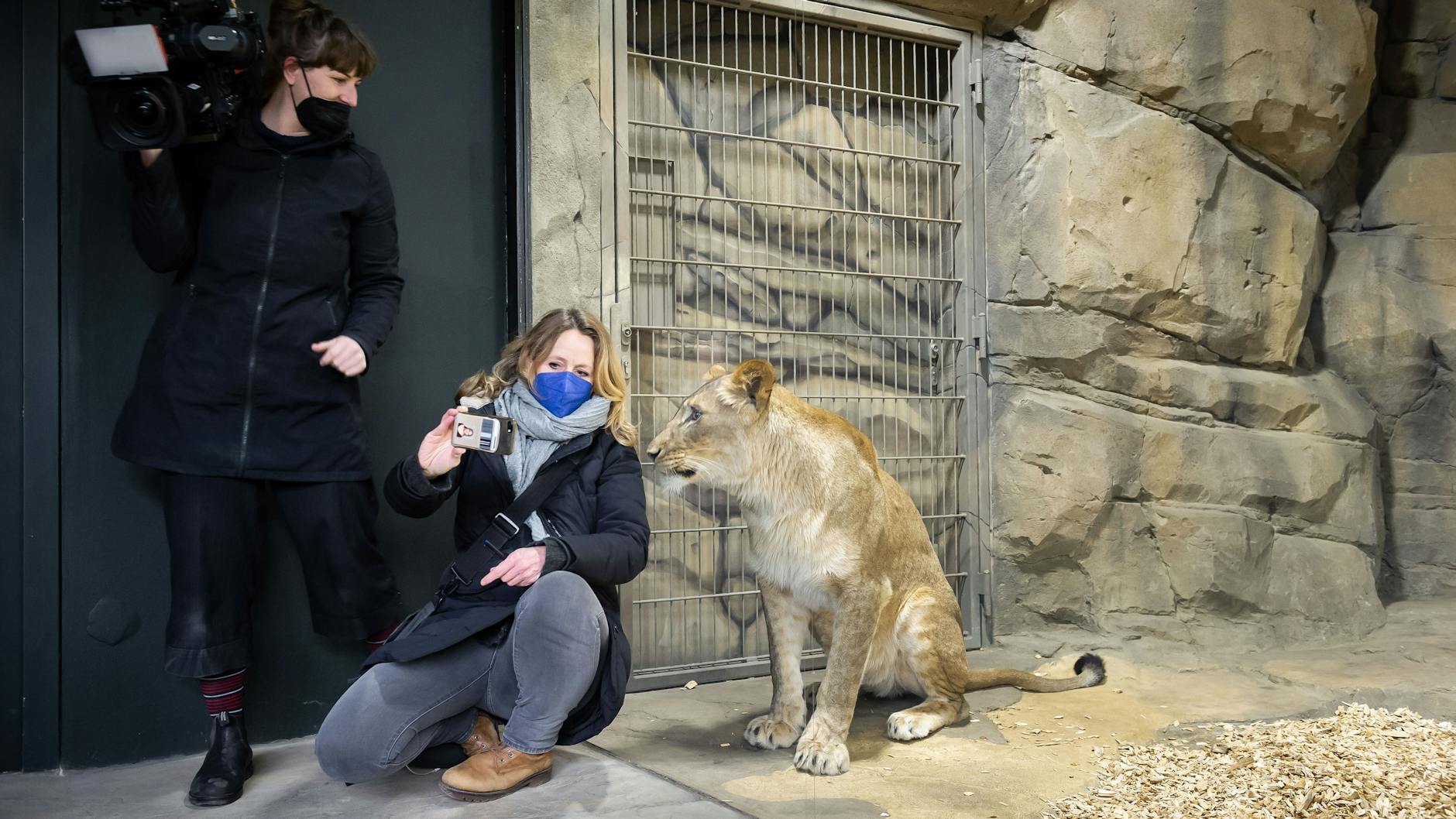 Selfie mit Löwin. Die jungen afrikanischen Räuber sind neugierig und verspielt.