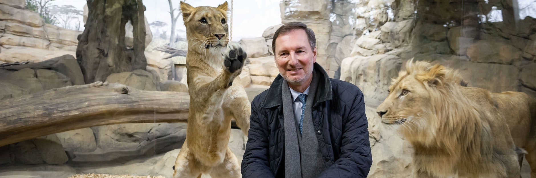 Andreas Knieriem und seine Löwen, die den Zoo-Chef zum Fressen gern haben. Zum Glück gibt’s Glas zwischen ihnen.