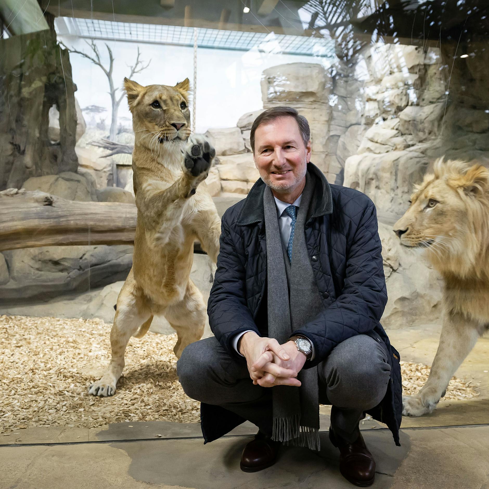 Auf Tuchfühlung mit Löwen: Im Raubtierhaus des Zoos kommt man den großen Jägern jetzt ganz nah