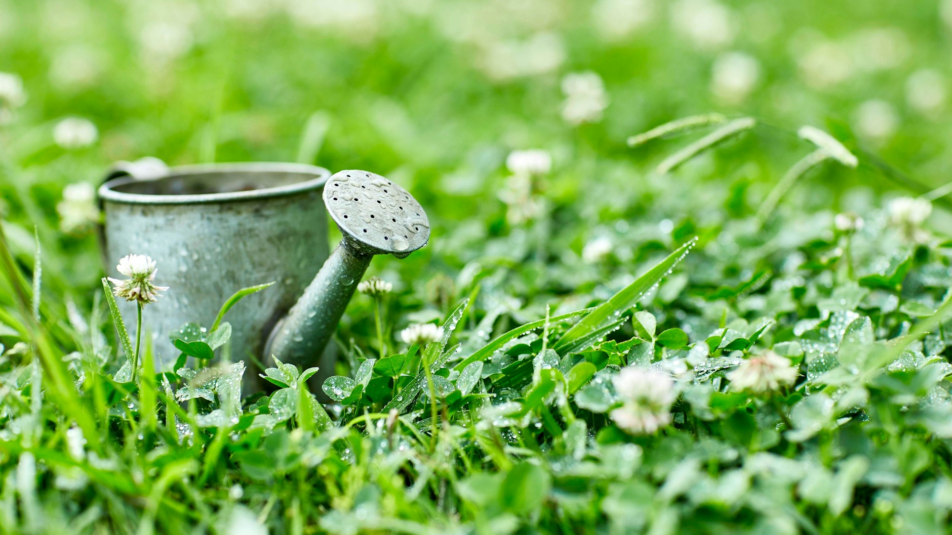 Mit dem Kartoffelwasser können Sie auch Ihre Pflanzen gießen. 