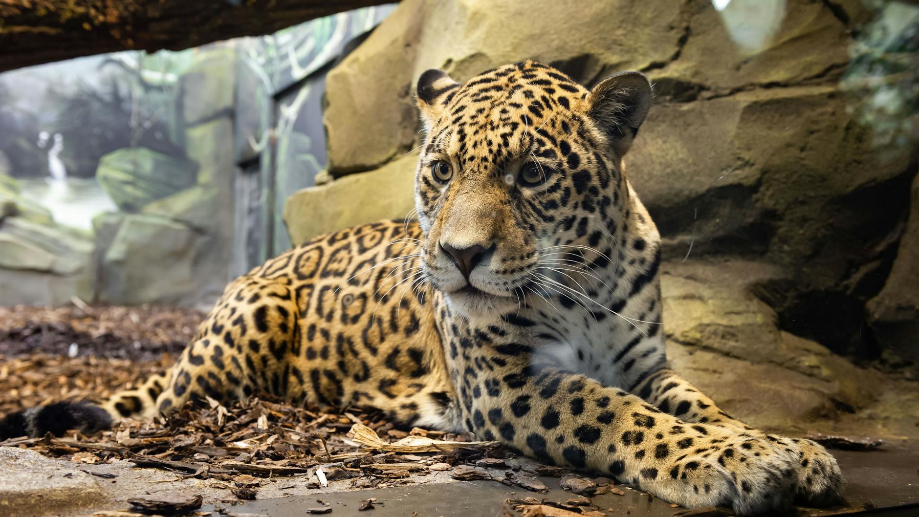 Jaguar Aloha betrachtet die Menschen entspannt. Am Lochblech ein paar Meter weiter lässt er ordentlich Gebrüll hören.