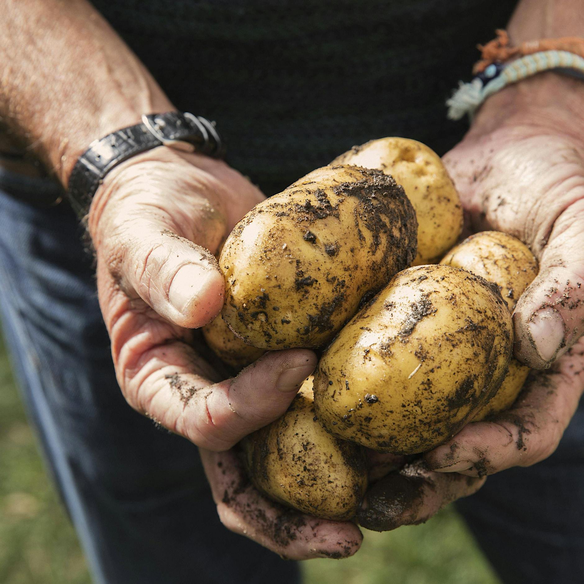 „Rin in de Kartoffeln, raus aus de Kartoffeln“: Wie eine Knolle uns geprägt hat