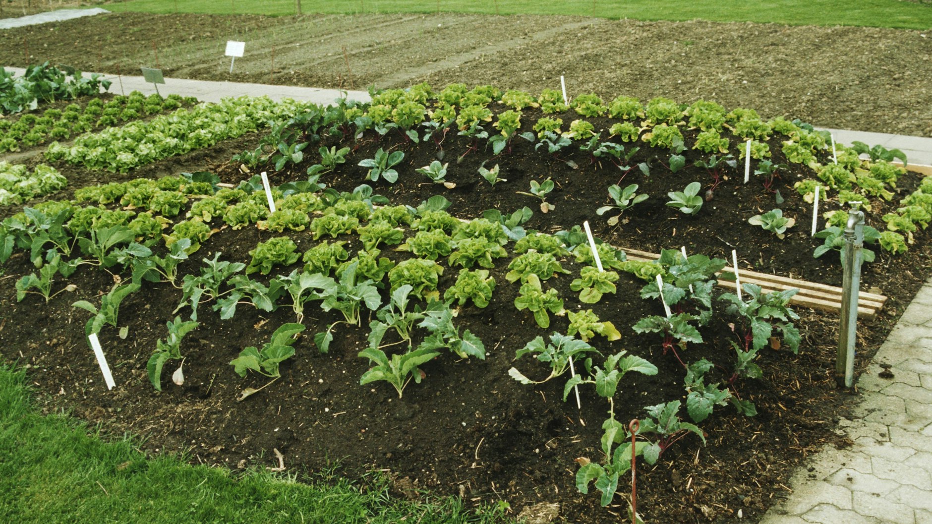 Mischkultur aus Salat und Kohlrabi auf Hügelbeet, einer Erdaufschüttung: So gedeiht Gemüse richtig gut.