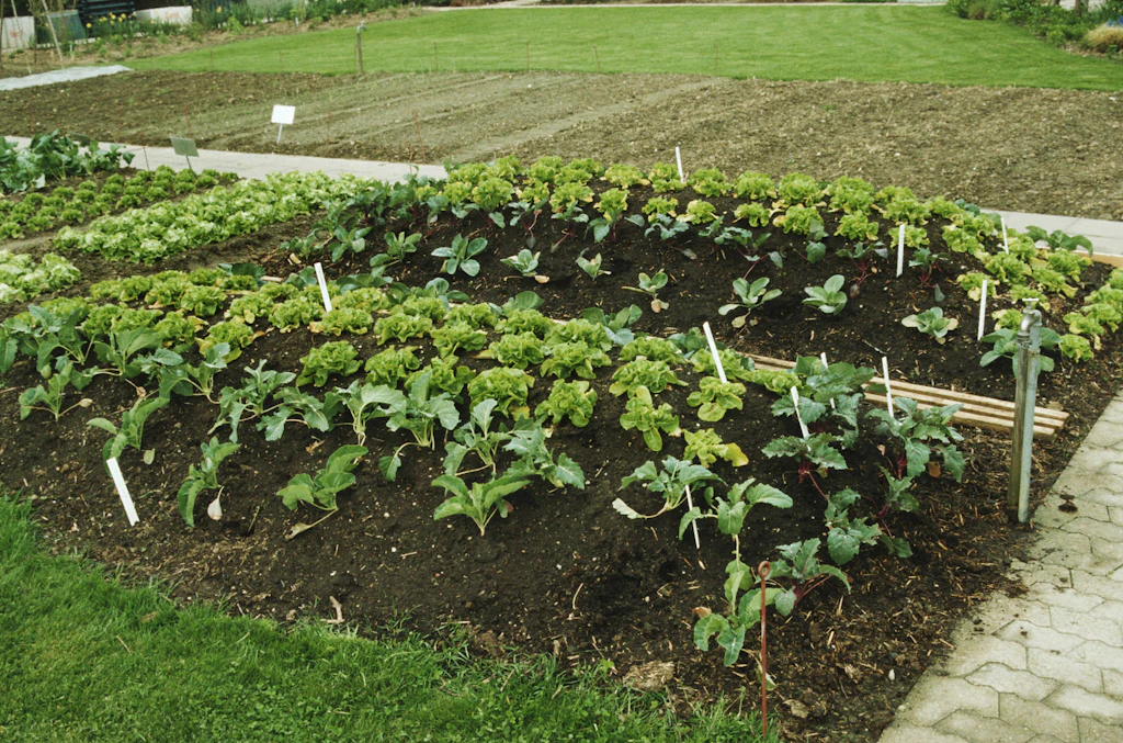 Gemüse selbst anbauen und ernten: So klappt’s mit dem Selbstversorger-Garten