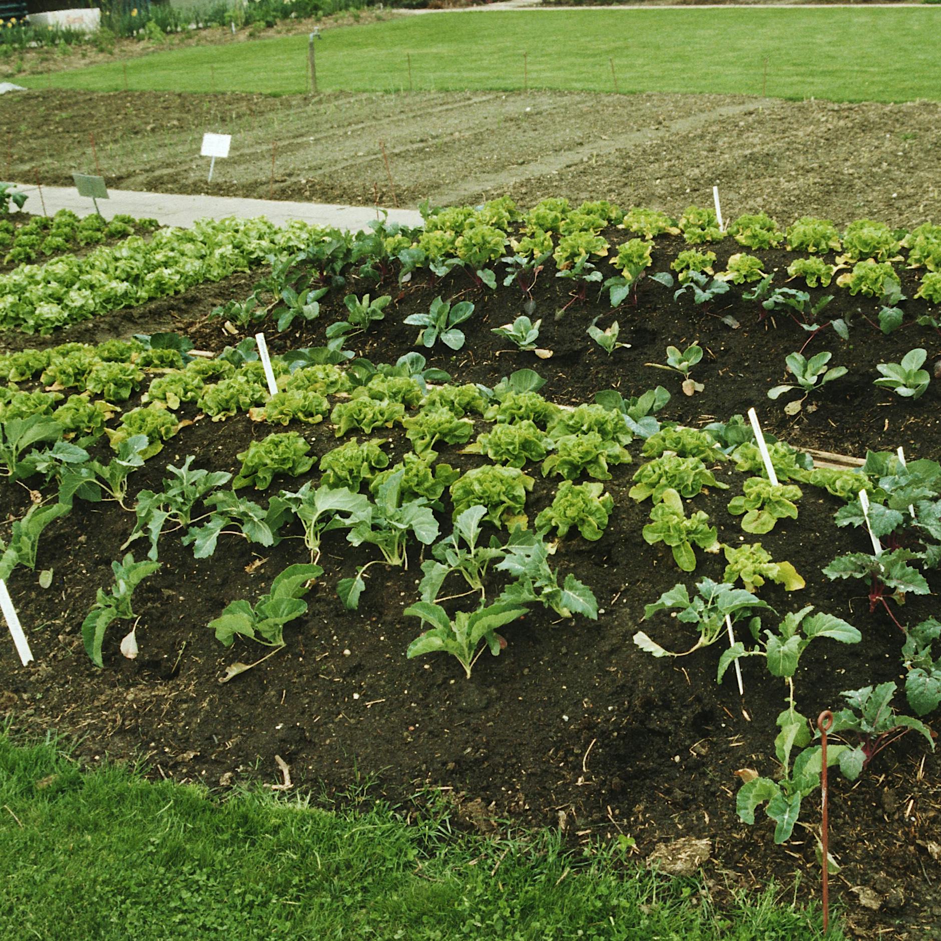 Gemüse selbst anbauen und ernten: So klappt’s mit dem Selbstversorger-Garten