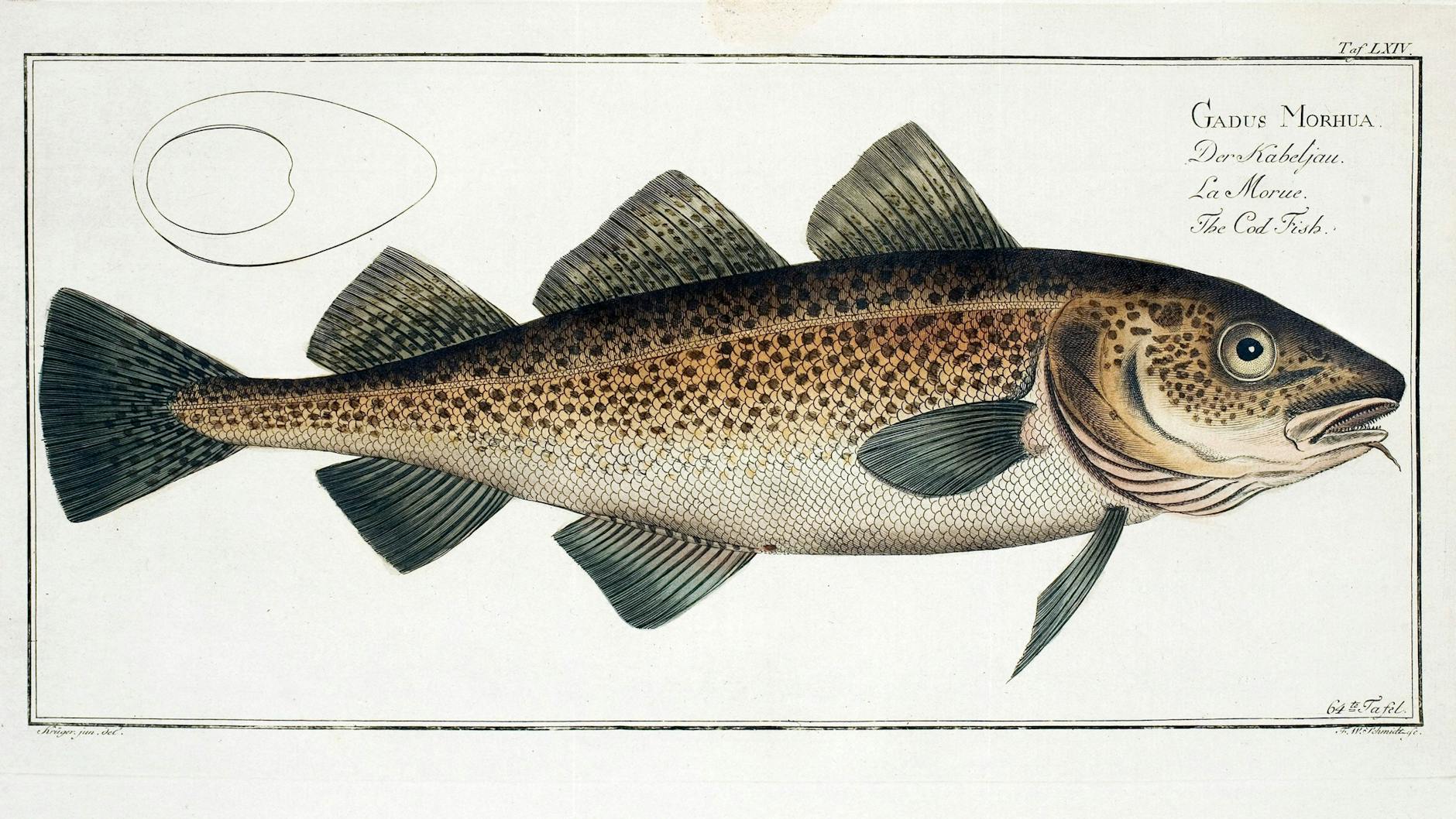 Kabeljau: Wohl kein Fisch hat Mensch und Kultur in der Geschichte so geprägt wie dieser. Bild aus: „Allgemeine Naturgeschichte des Fisches“ von Marcus Élieser Bloch (1723–1799).