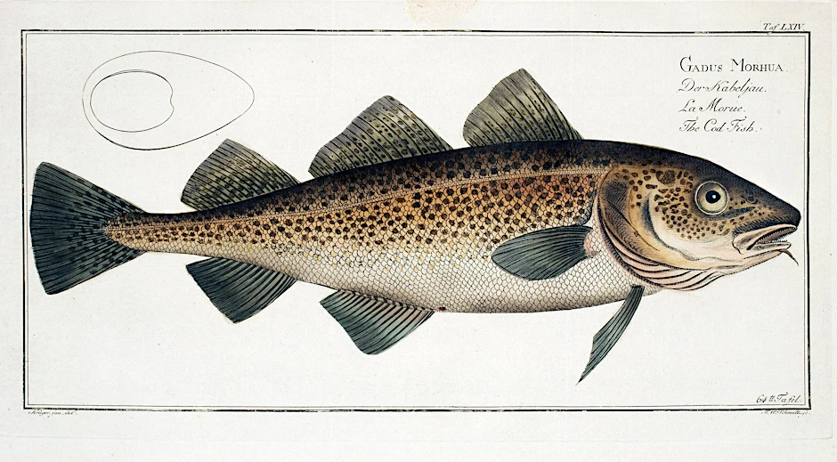 Kabeljau: Wohl kein Fisch hat Mensch und Kultur in der Geschichte so geprägt wie dieser. Bild aus: „Allgemeine Naturgeschichte des Fisches“ von Marcus Élieser Bloch (1723–1799).