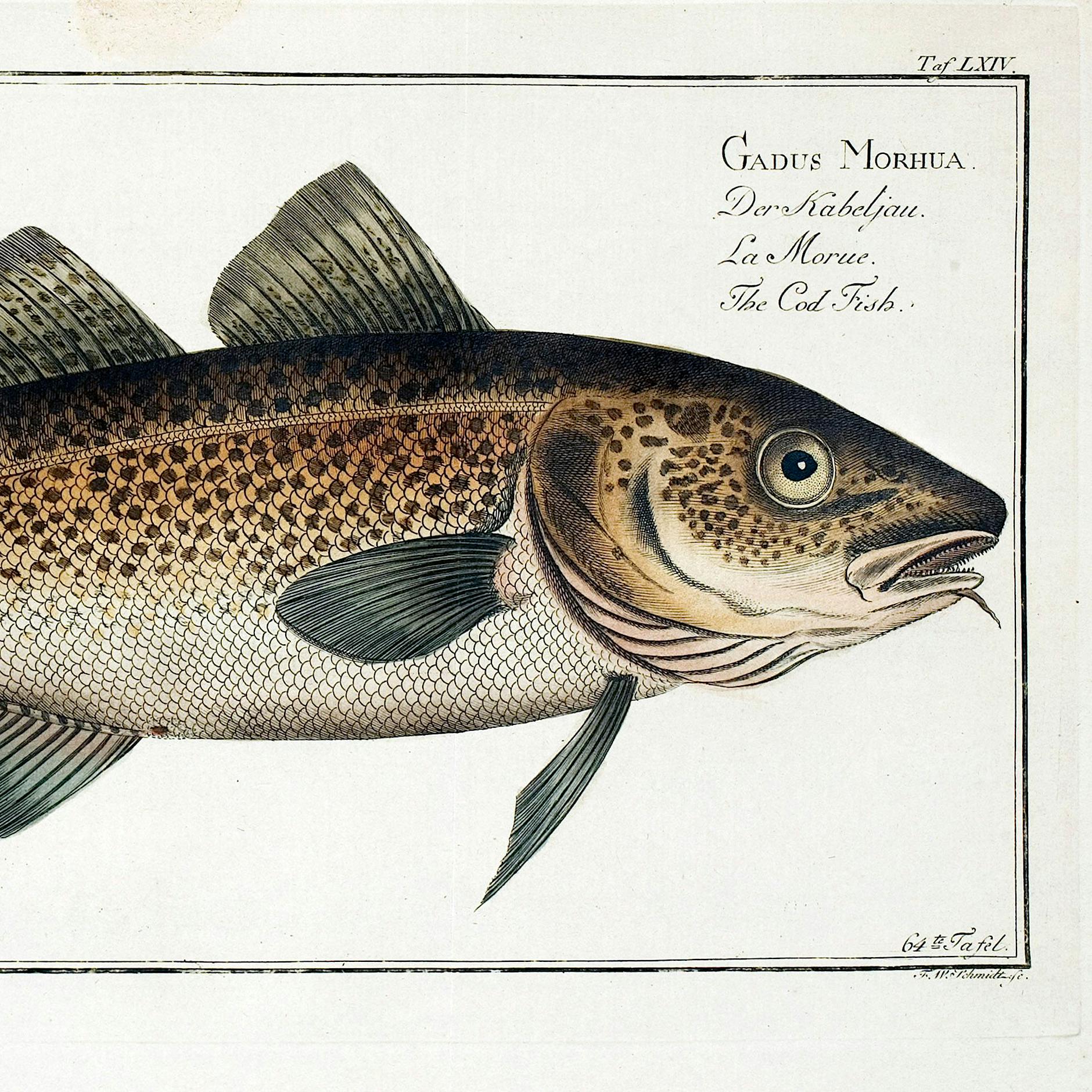 Jetzt ist Zeit für Kabeljau: Mit diesen vier Rezepten ehren Sie diesen Fisch