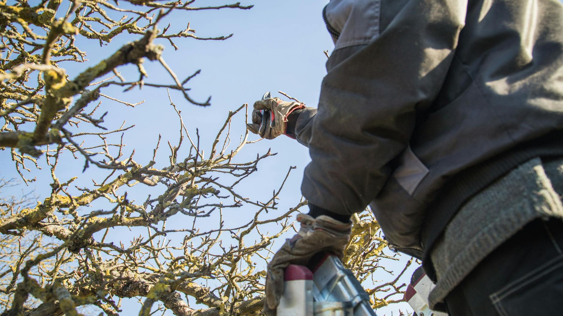 Im Frühjahr sollten Hecken, Sträucher und Bäume eingekürzt werden.
