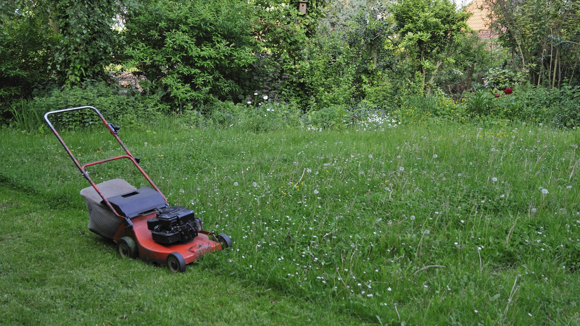 Eine Wildwiese sollte man nicht so häufig mähen, weil sie Lebensraum für viele Tiere ist.