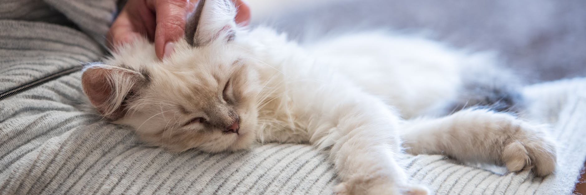 Vierbeinige Lieblinge können die Altersdemenz ihrer Herrchen und Frauchen hinauszögern.