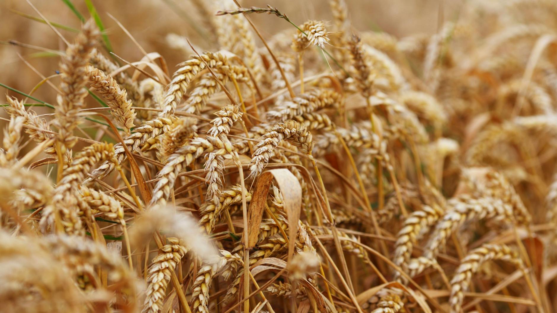 Die Ukraine und Russland exportieren Weizen in nicht unerheblichem Maße.