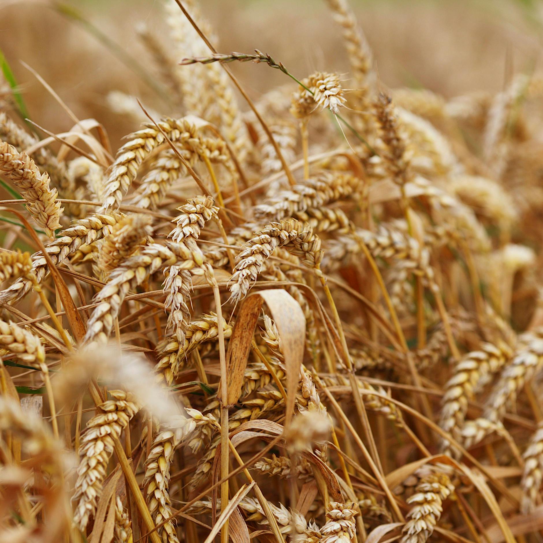 Russland-Sanktionen: Weizenpreis steigt um knapp 9 Prozent