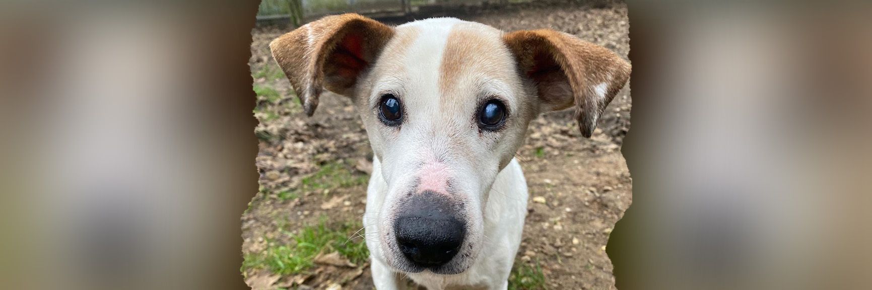 Image - Schlimmes Tier-Schicksal: Armer, kleiner Morci! Er hat Deutschlands traurigsten Hundeblick – und DAS ist der Grund