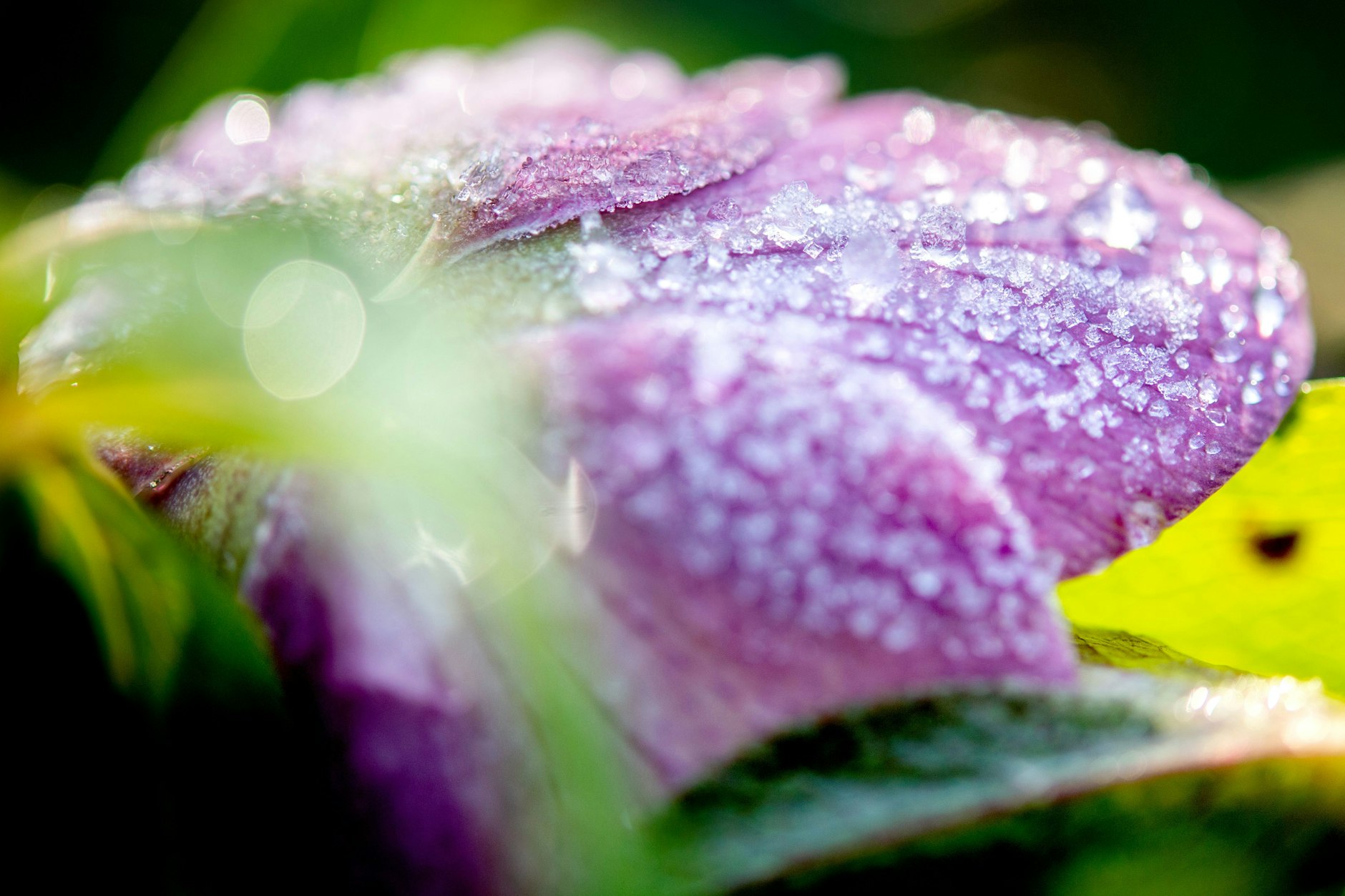 Frost hat die Blüte einer Lenzrose bedeckt.