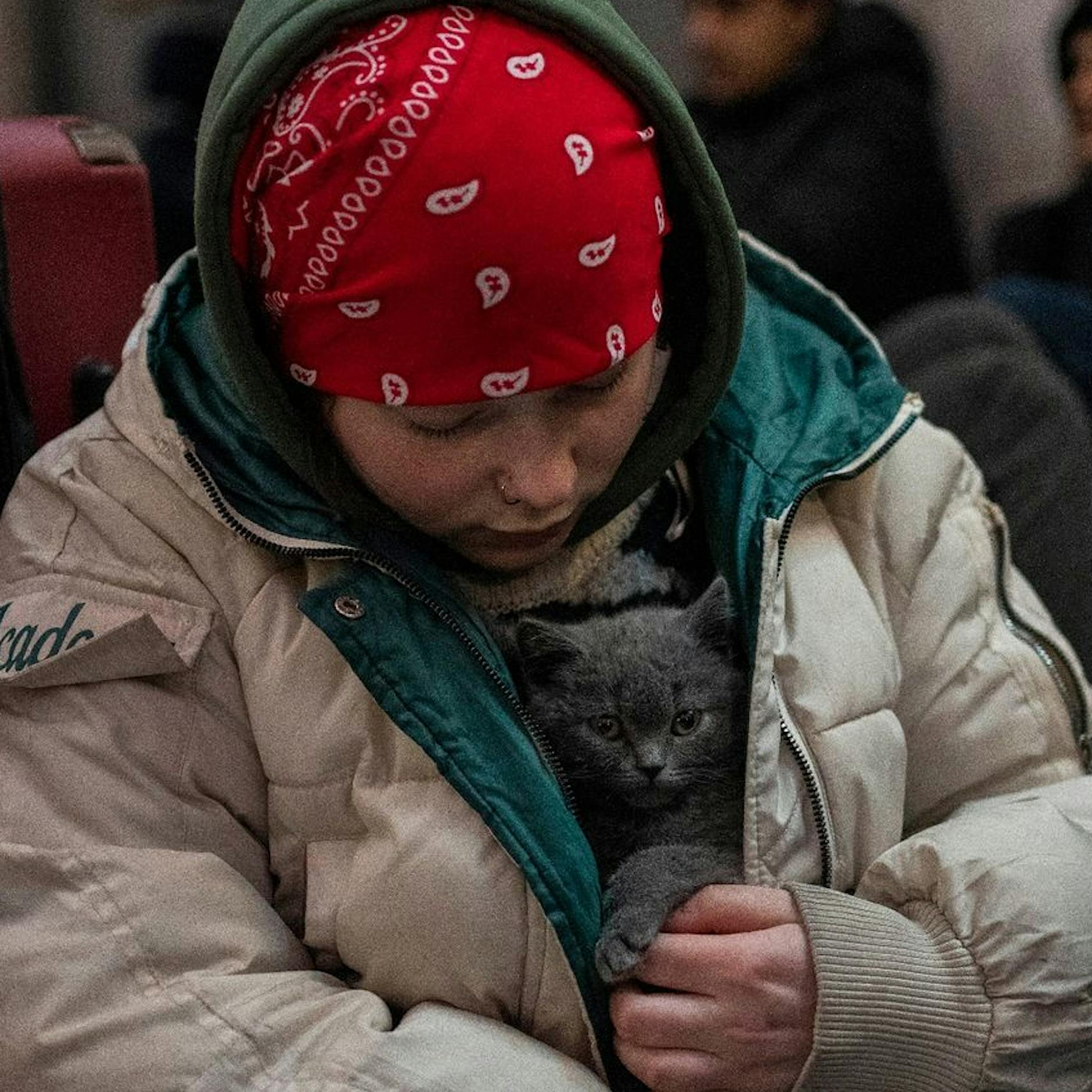 Dramatischer Appell aus dem Tierheim: So können die Berliner Menschen aus der Ukraine und ihren Haustieren helfen!
