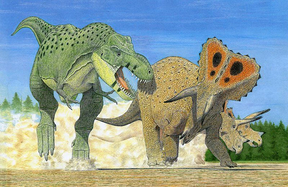 So könnte der T. imperator ausgesehen haben. Der mögliche Vorfahre des T. rex attackiert eine Triceratops-Herde.