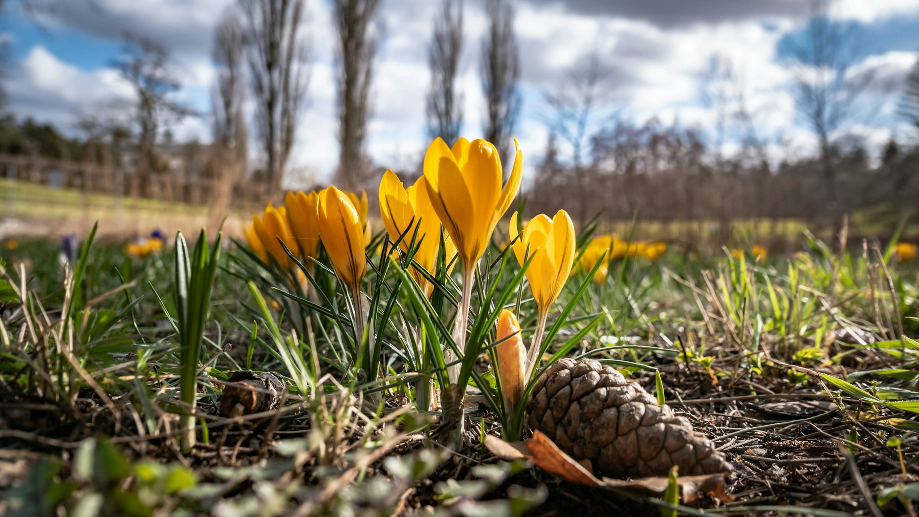 Auch in Berlin kann man momentan überall die wunderschönen Frühblüher sehen.