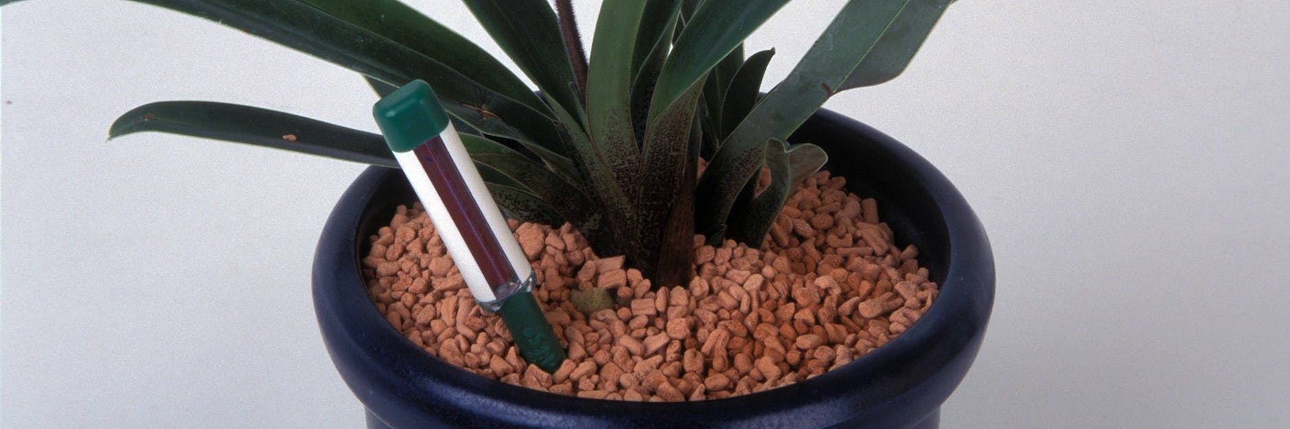 Bei der Hydrokultur werden die Pflanzen in Wasser gehalten, fixiert werden sie mit Blähton. Das Wasser steht nur im unteren Drittel des Topfes