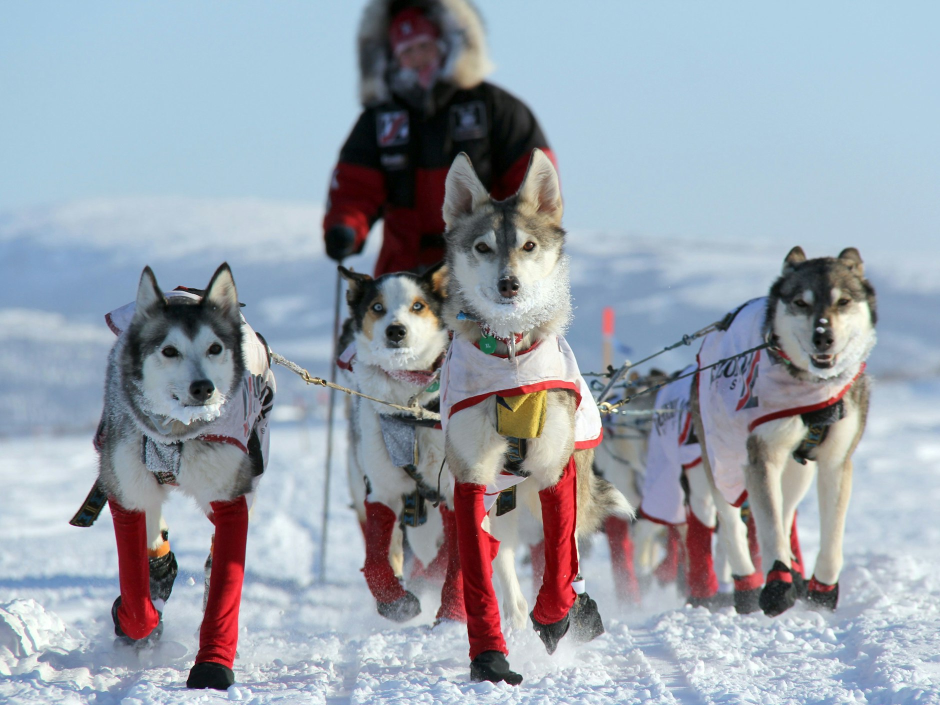 Aliy Zirkle, US-amerikanische Hundemusherin,   mit ihren Hunden auf dem Weg nach Shaktoolik.