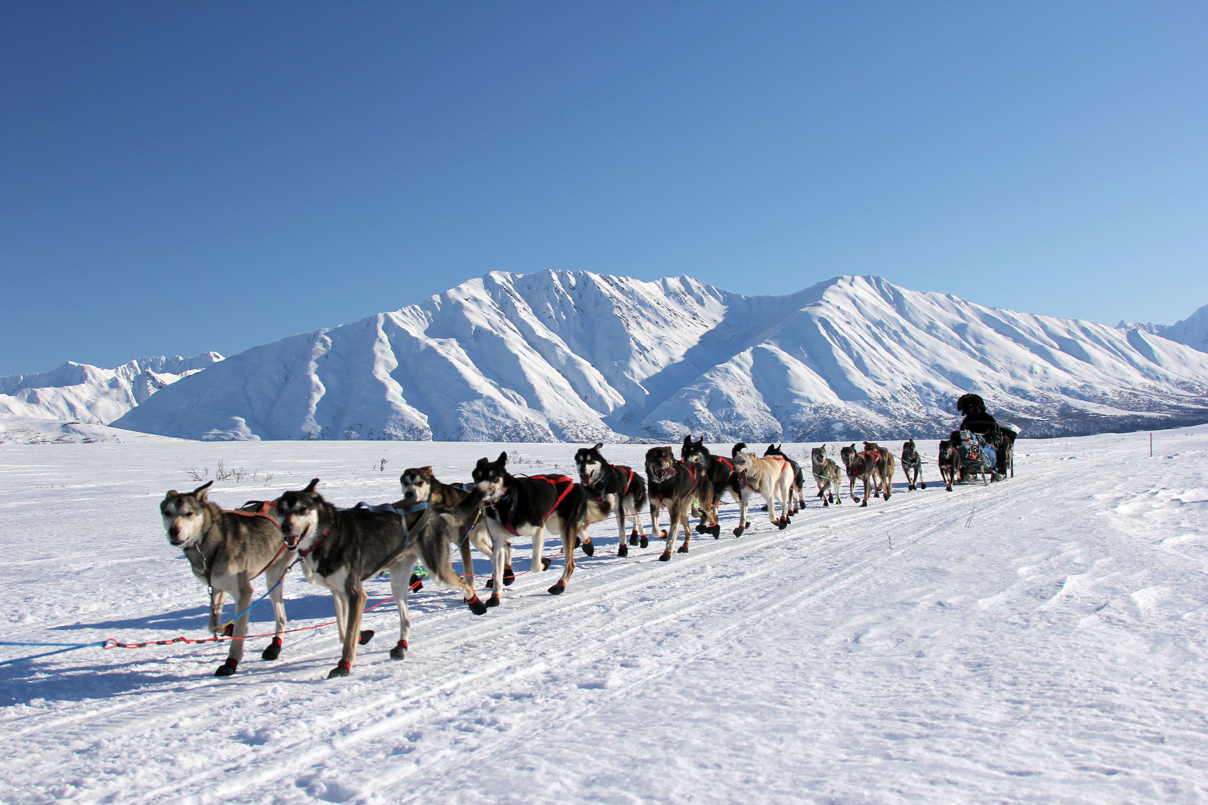 50 Jahre Iditarod: „Eines der letzten großen Abenteuer“