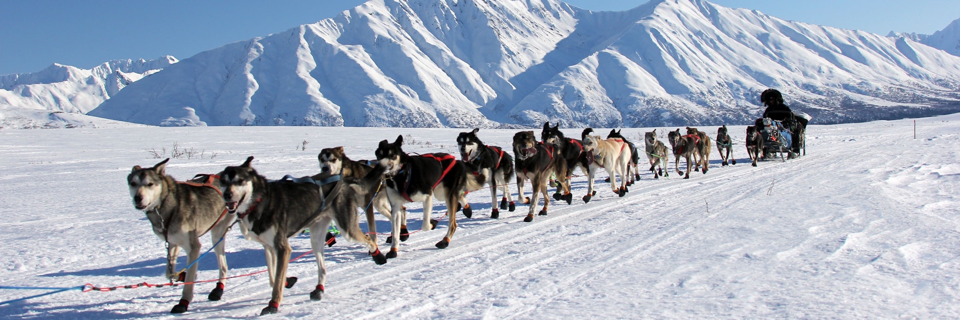 Schneestürme, extreme Minustemperaturen und eine einsame Strecke durch die Wildnis von Alaska - über 1800 Kilometer lang: zurecht hat das Iditarod den Ruf als das härteste Schlittenhunderennen der Welt weg.