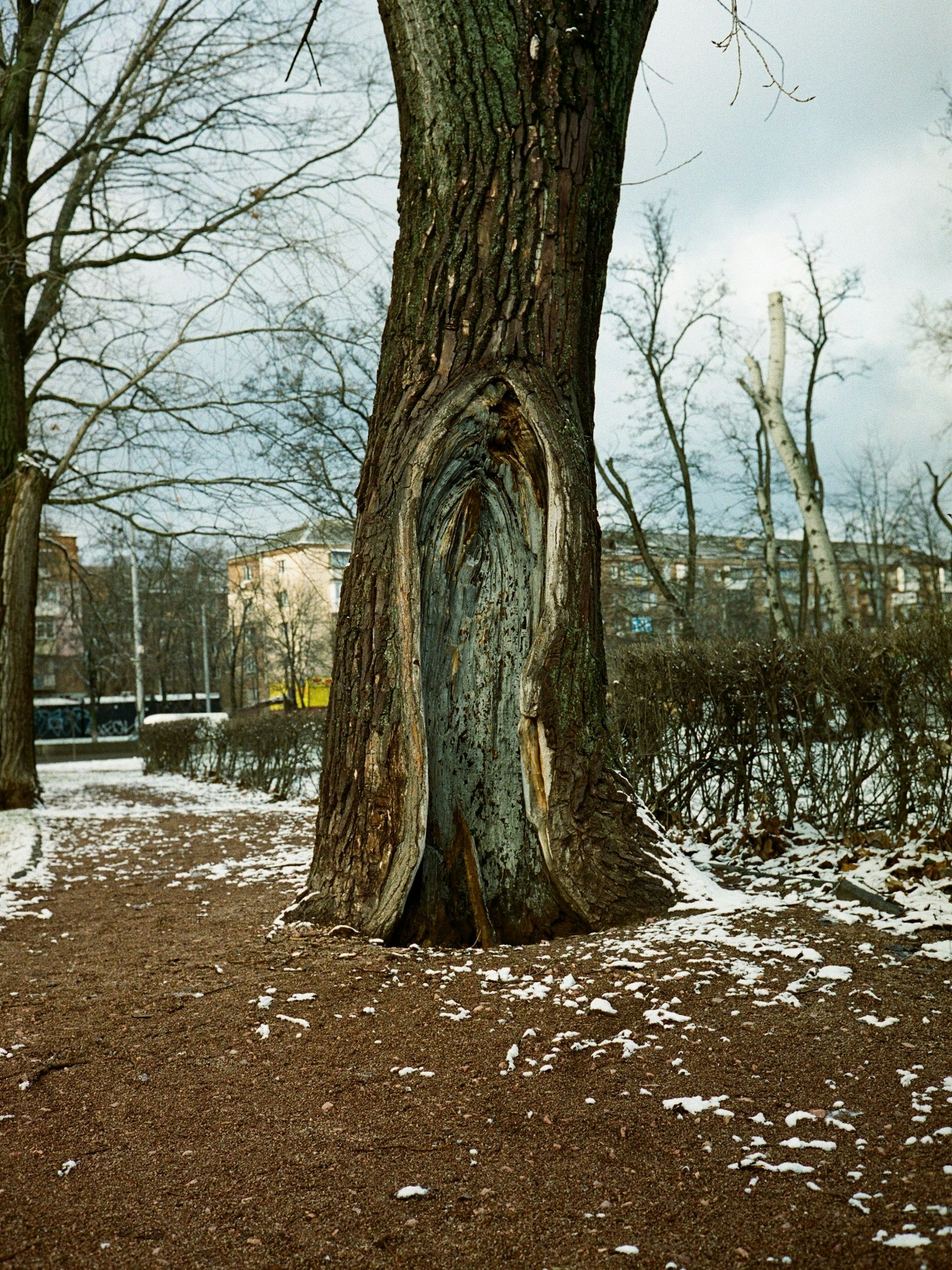Ein Baum in der Denkmallandschaft von Babyn Jar, nahe des 1976 eröffneten Denkmals, aufgenommen im Dezember 2021.