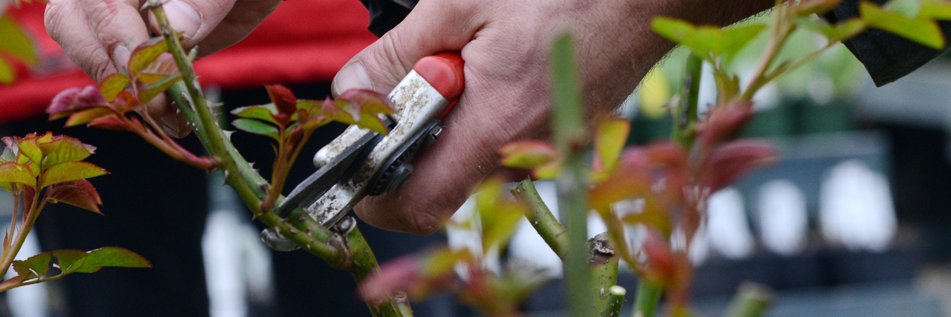 Der Rückschnitt der&nbsp;Rosen sollte zur Forsythienblüte erfolgen. Früher könnten die Rosen Frostschäden erleiden.