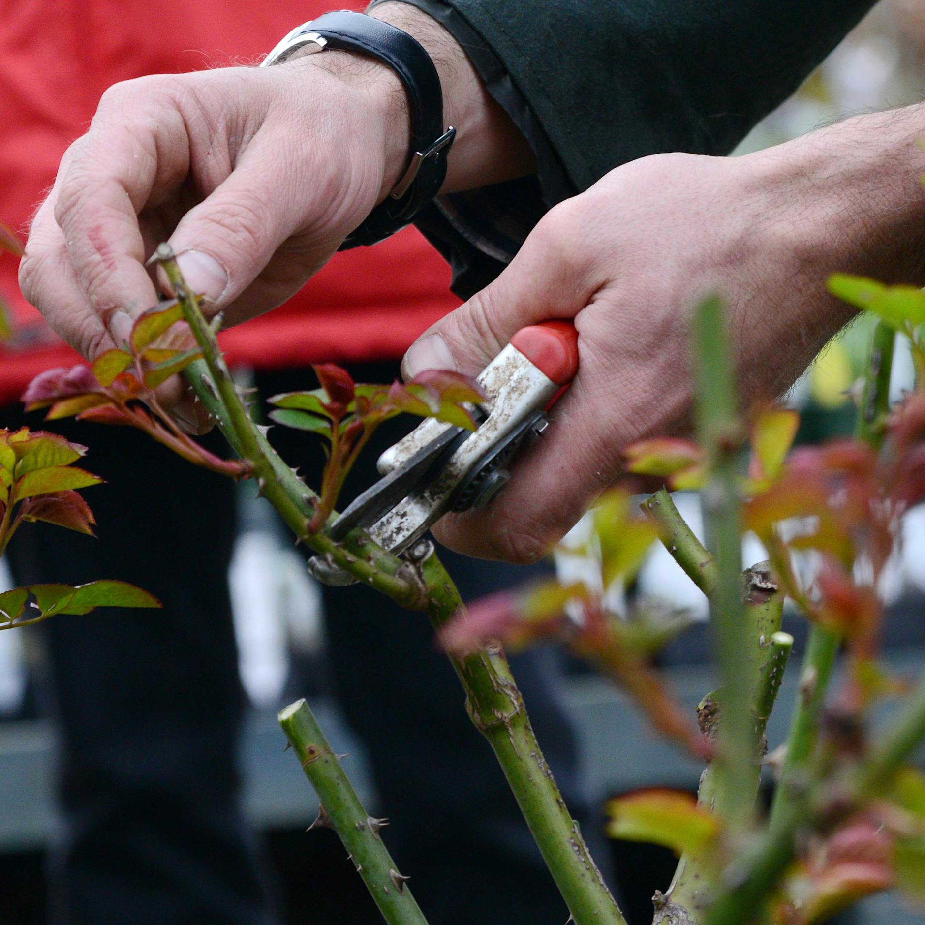 Der Frühling ist da! Tipps für die Gartenarbeit: Diese Dinge sollten Sie im Garten jetzt erledigen, damit bald alles blüht