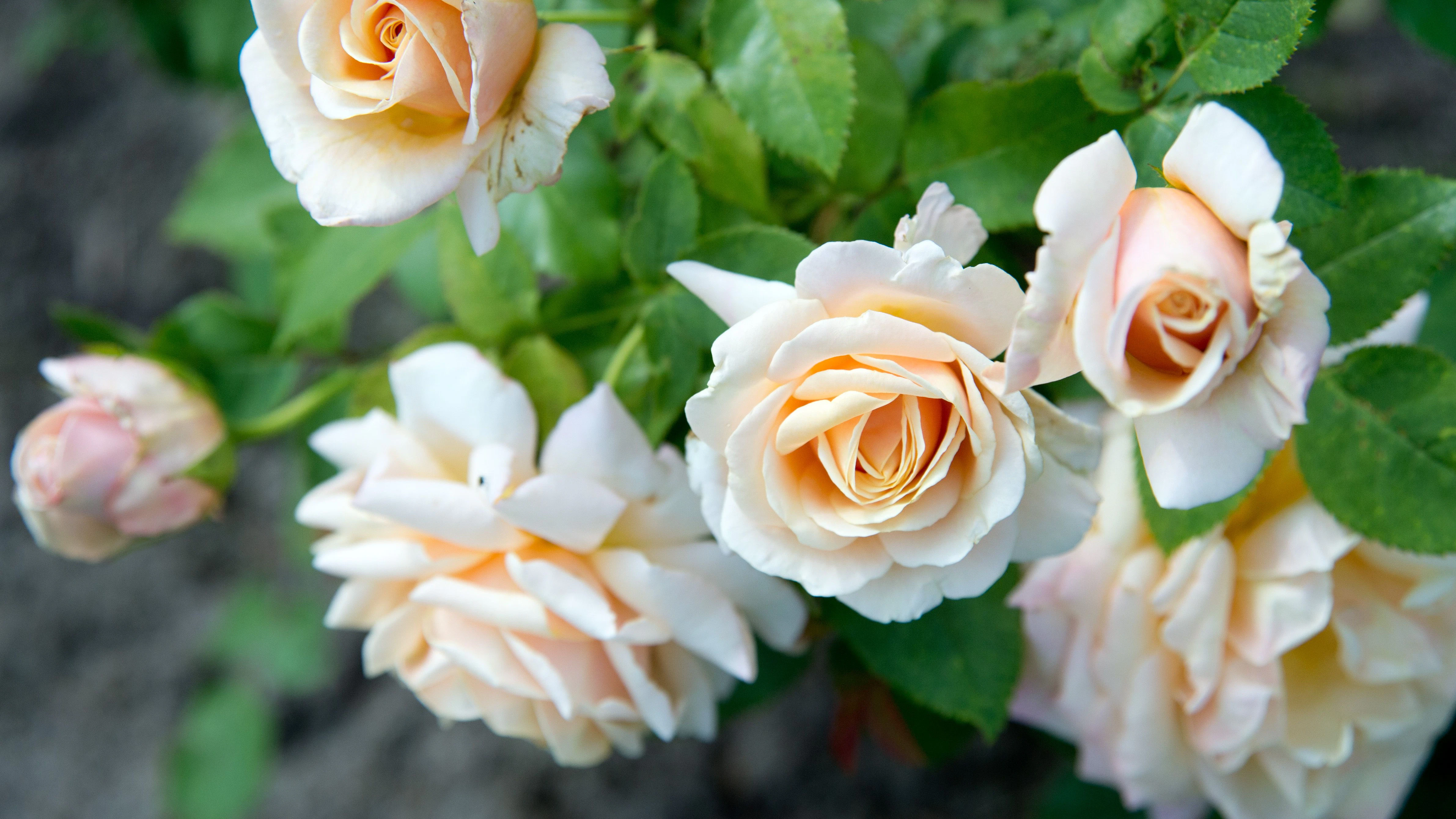 Der Schnitt im&nbsp;Frühling sichert langfristig eine prächtige Rosenblüte.