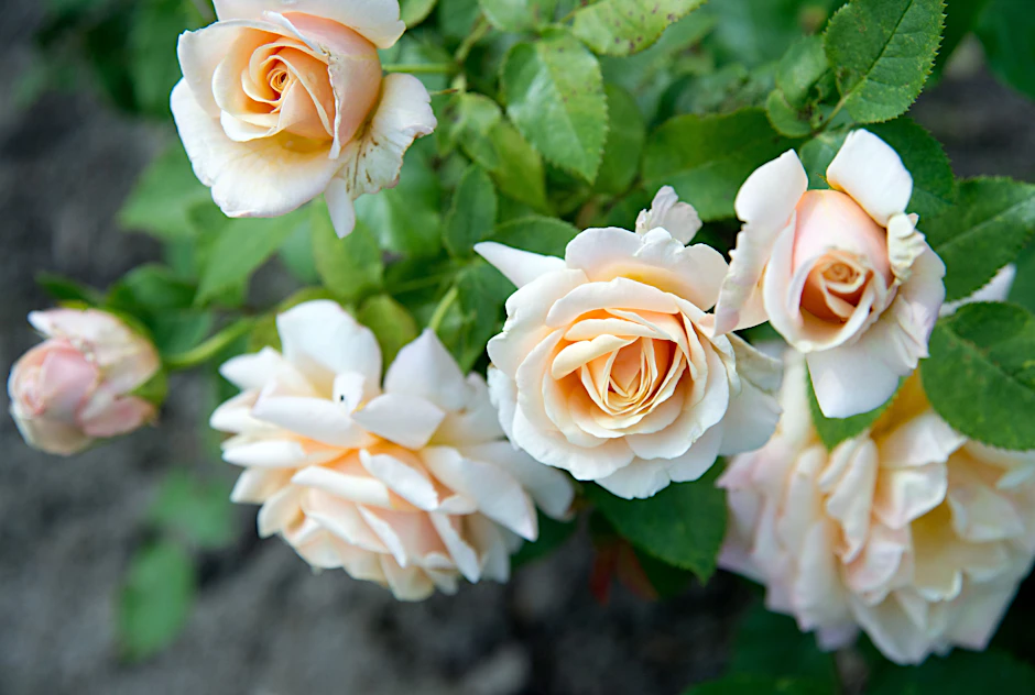 Für eine prächtige Blüte müssen Rosen optimal gepflegt werden. Wir geben Tipps, wie es geht.