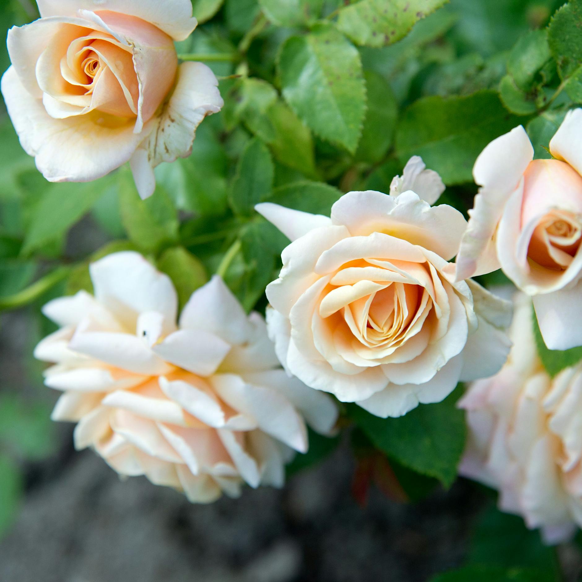 Rosen richtig pflegen: Anpflanzen, düngen, zurückschneiden – mit DIESEN Tipps blühen Ihre Rosen prächtig