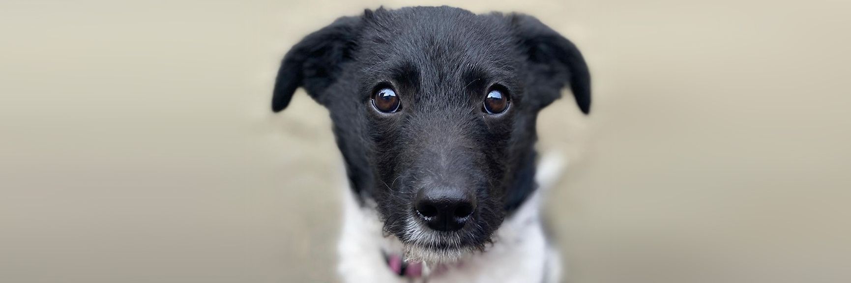Image - Schreckliches Tier-Schicksal!  Yoda und sein trauriger Hundeblick: Was ihm passierte, bricht Deutschlands Tierfreunden das Herz