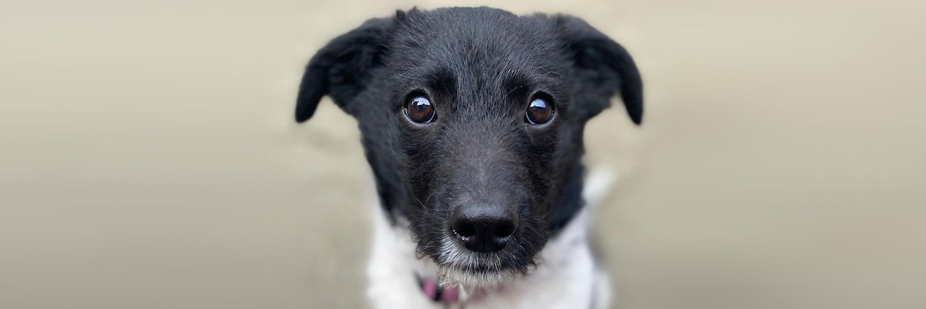 Yoda fand schnell ein neues Zuhause - doch das Glück hielt nicht lange an. Nun startet das Tierheim Bergheim einen zweiten Versuch.