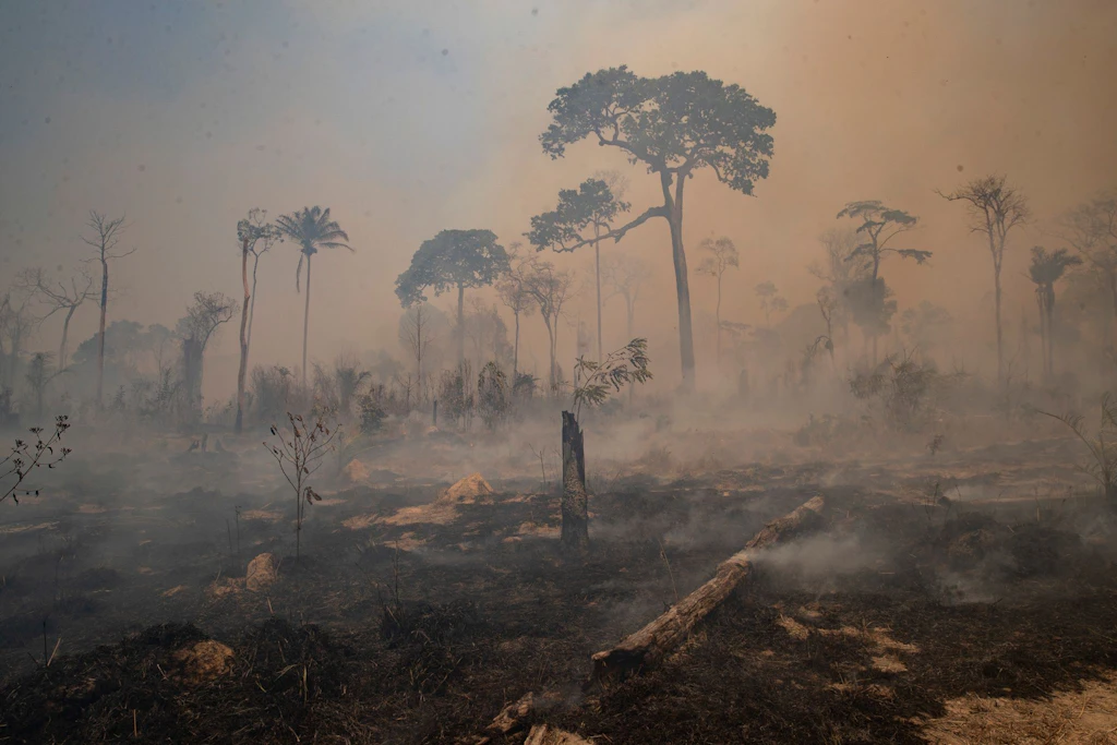 Forscher: Amazonas-Regenwald droht zur Savanne zu werden
