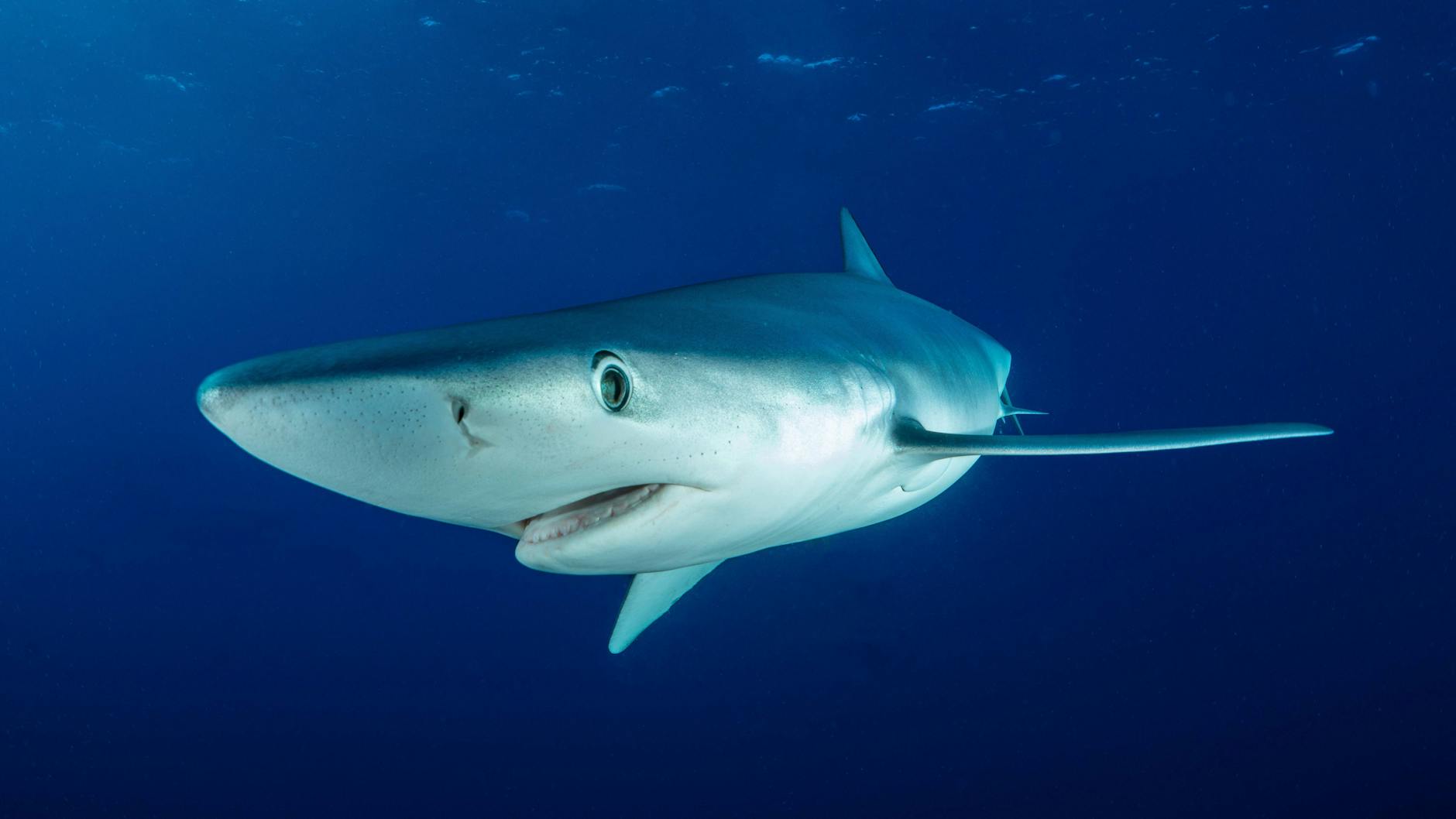Ein Blauhai (Prionace glauca) schwimmt vor der Insel Fajal
