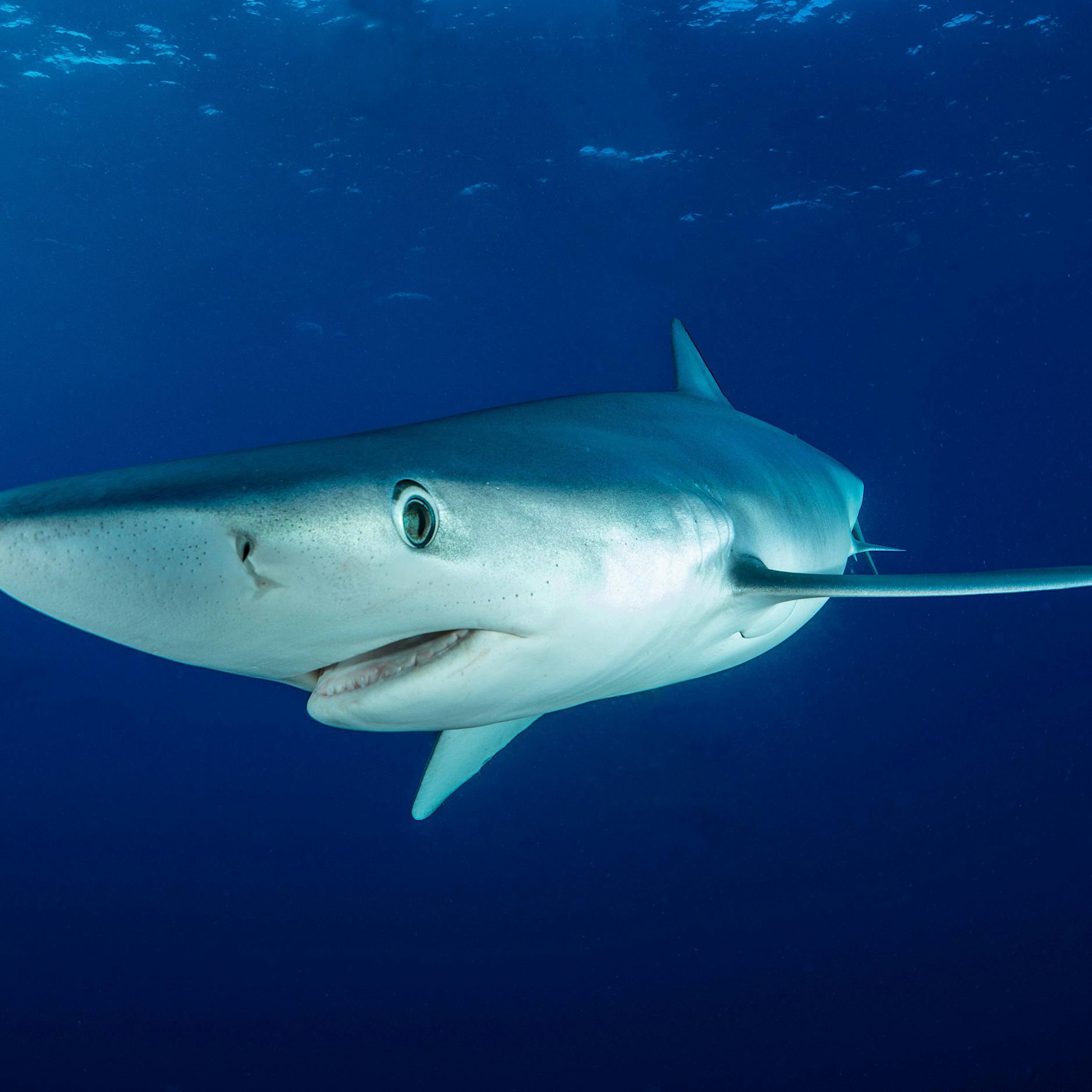 Studie: Forscher finden Hai-DNA in Katzen- und Hundefutter