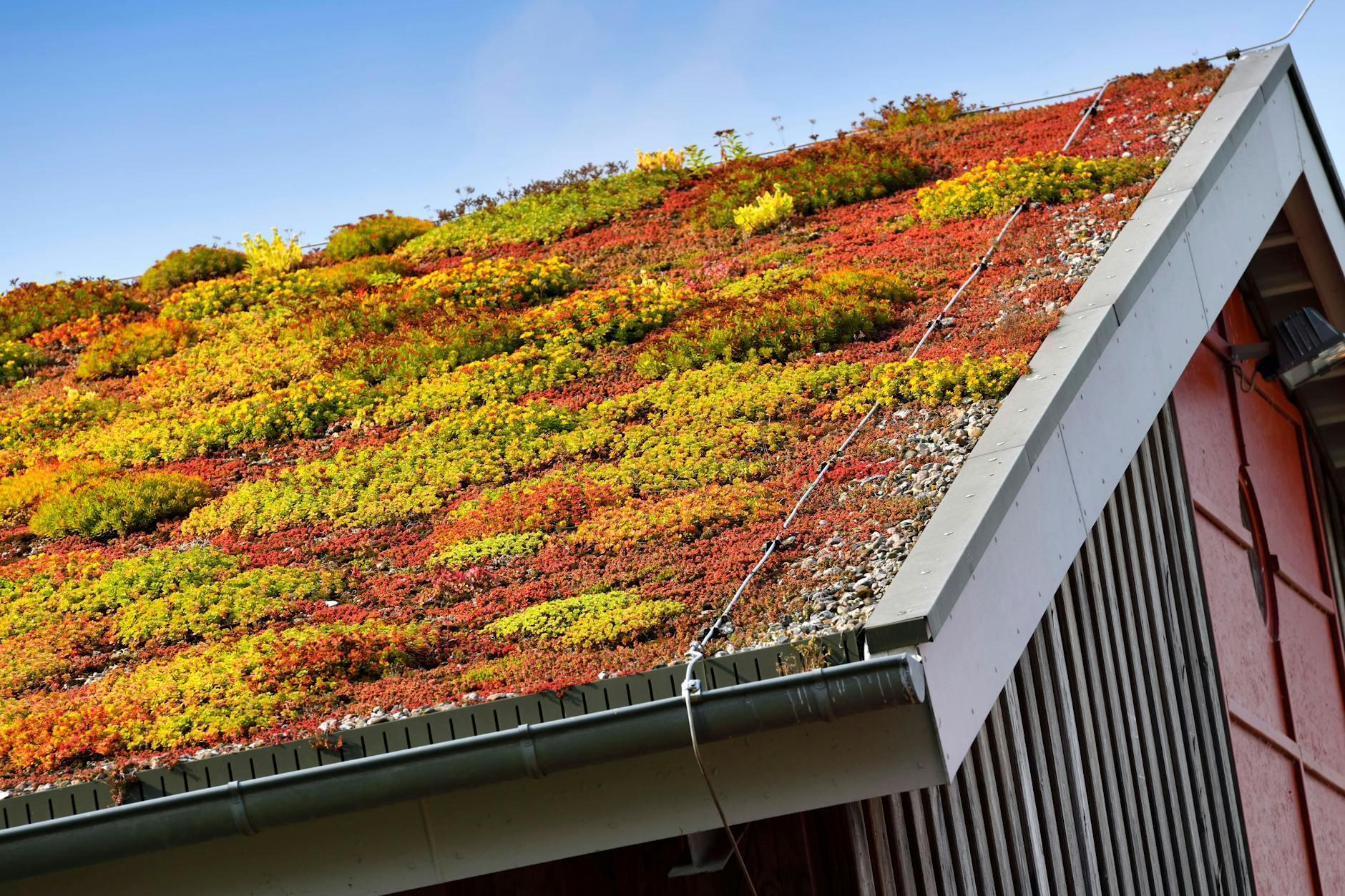 Soll zur Pflicht werden: Dachbegrünung.